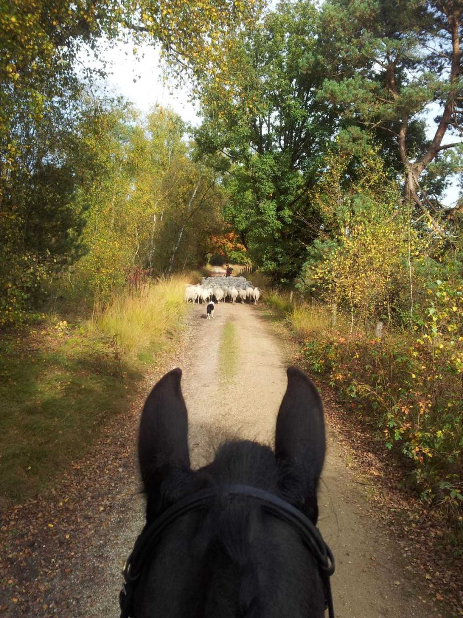 Gift card for Logies Angelbeeck