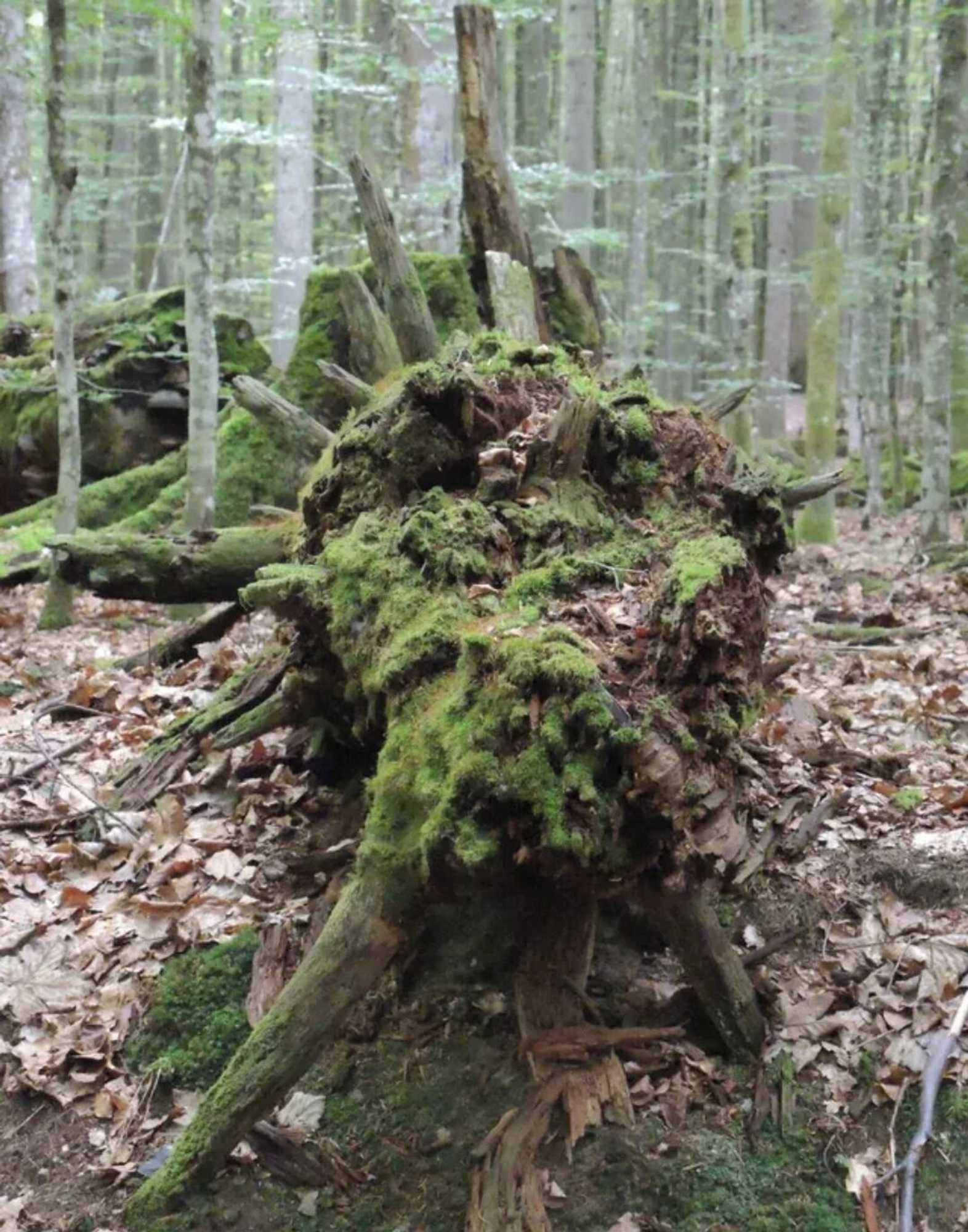 Gift card for Schachten