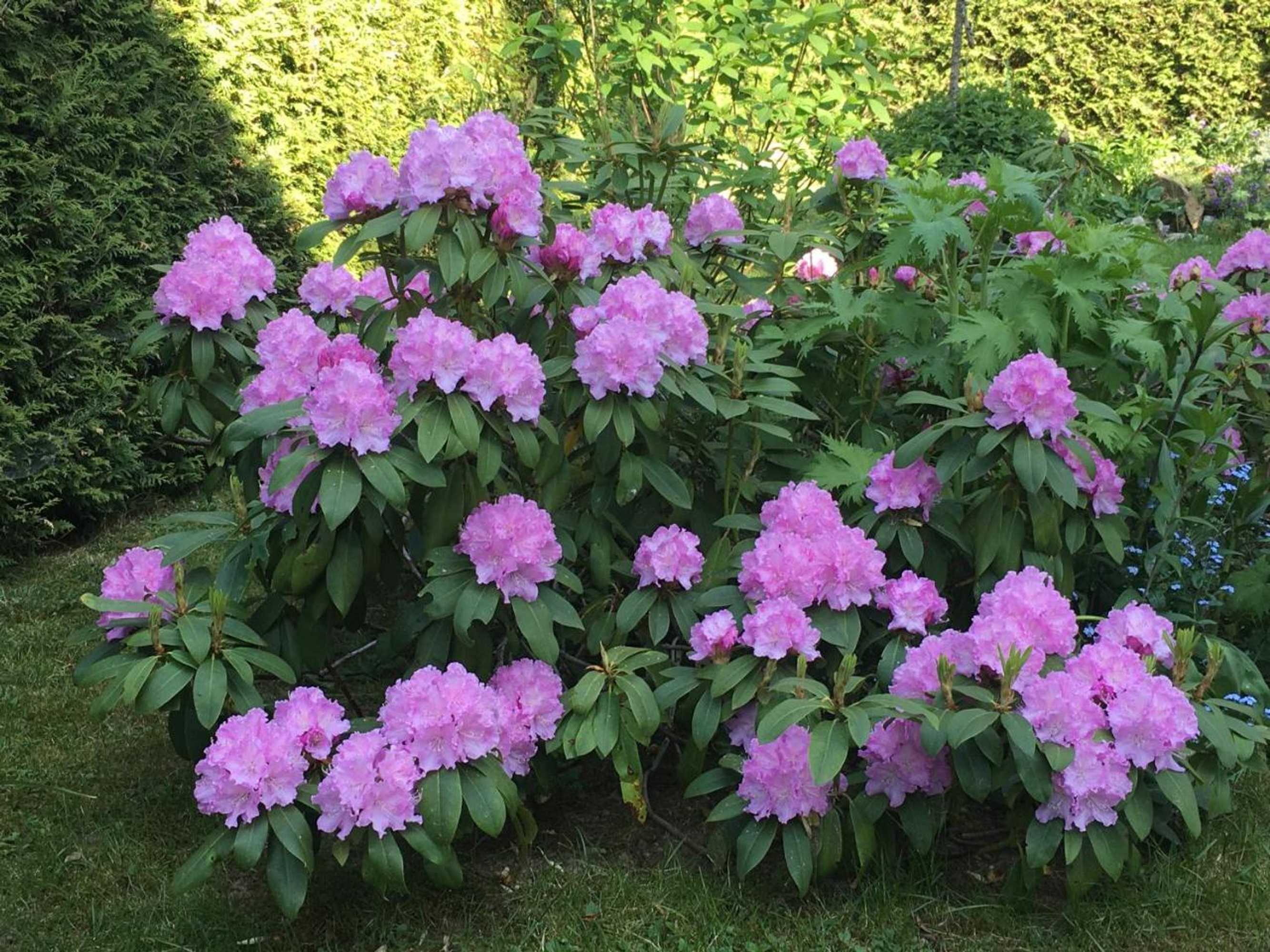 Gift card for Pension Roklan