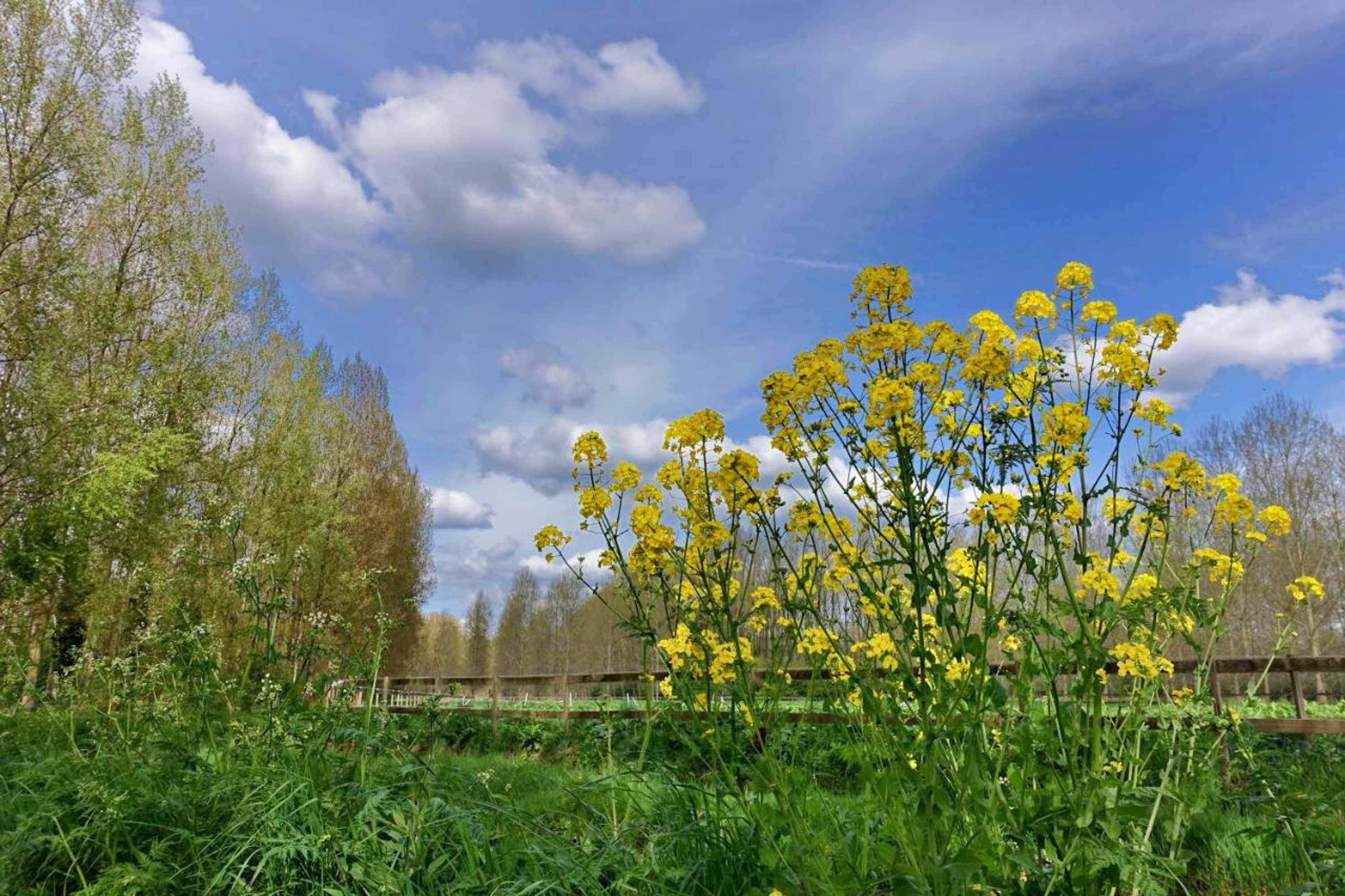 Gift card for Weibos Bed & Breakfast