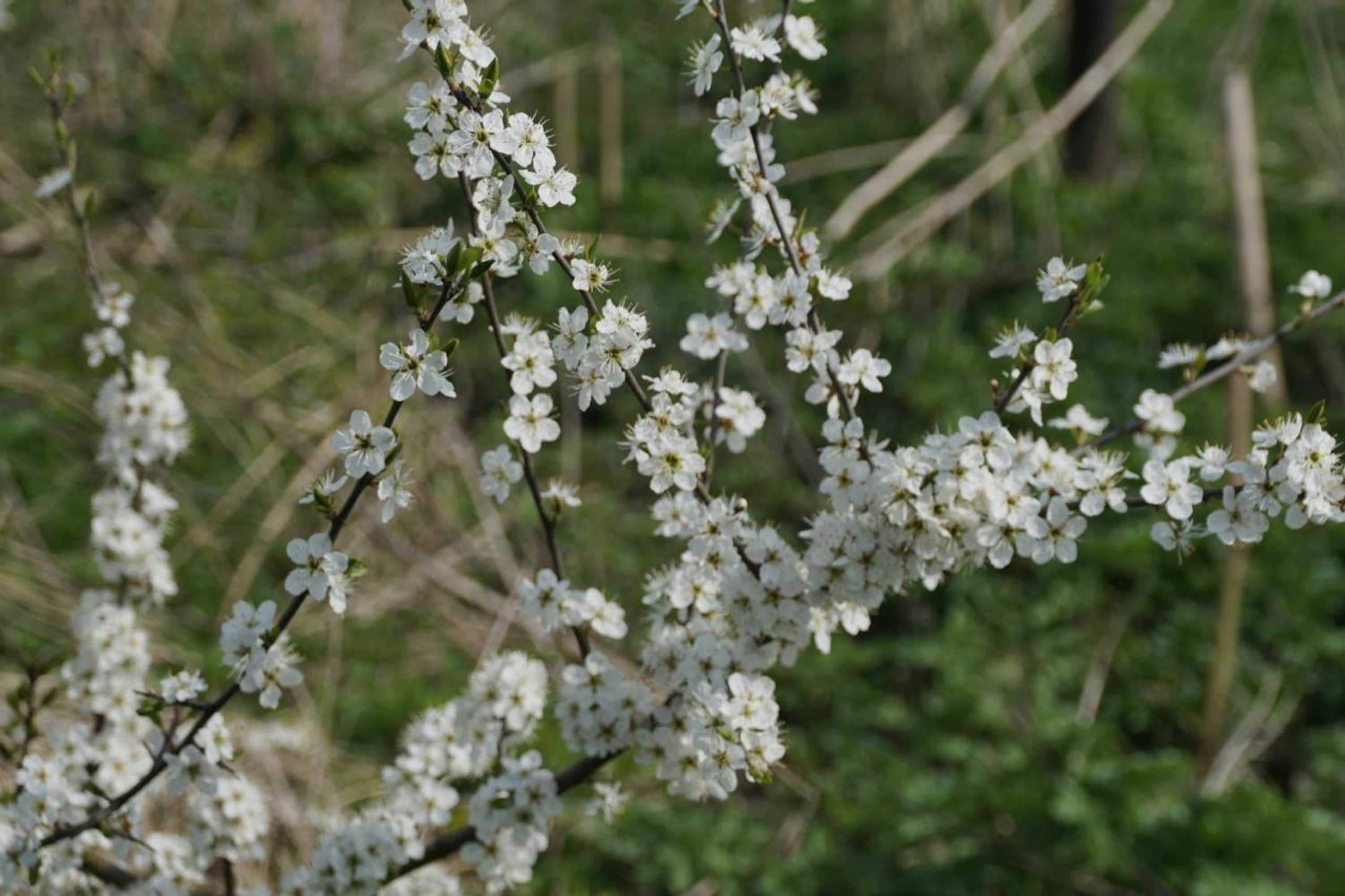 Gift card for Hotel Bemelmans