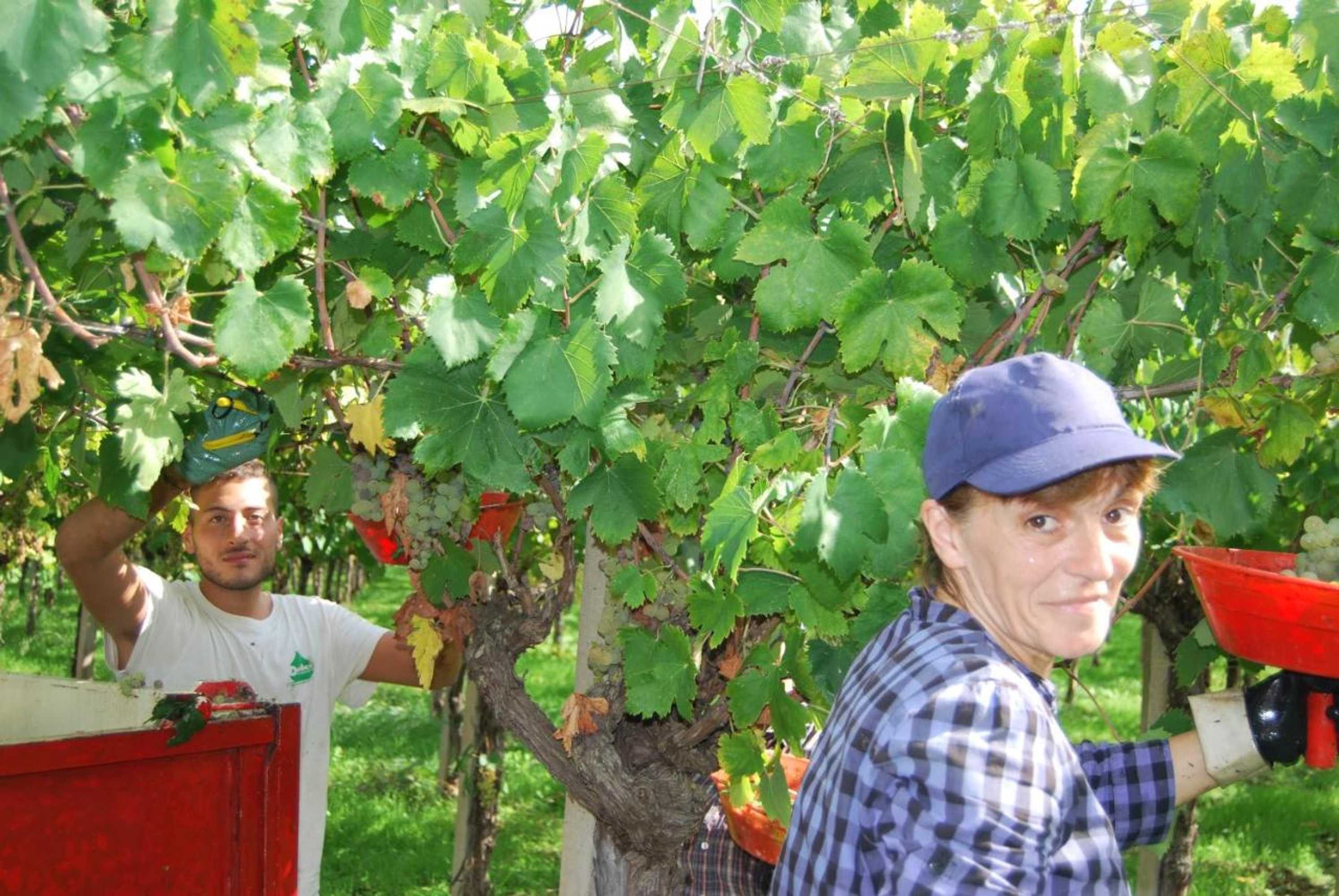 Gift card for Agriturismo Torre Cristina