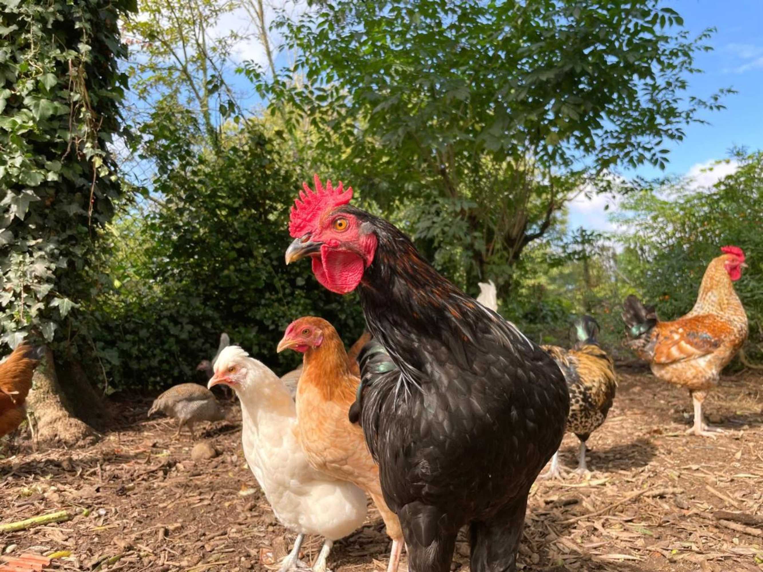 Gift card for Quinta do Candeeira