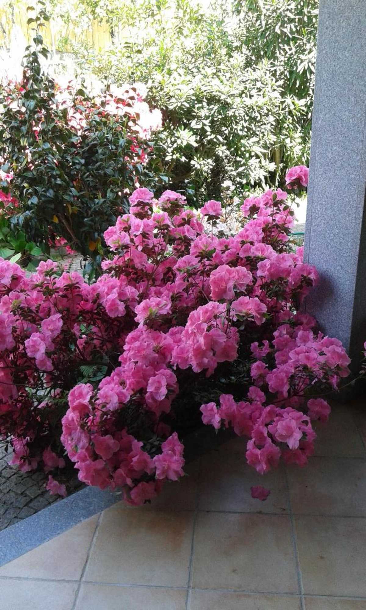 Gift card for Casa Pinho