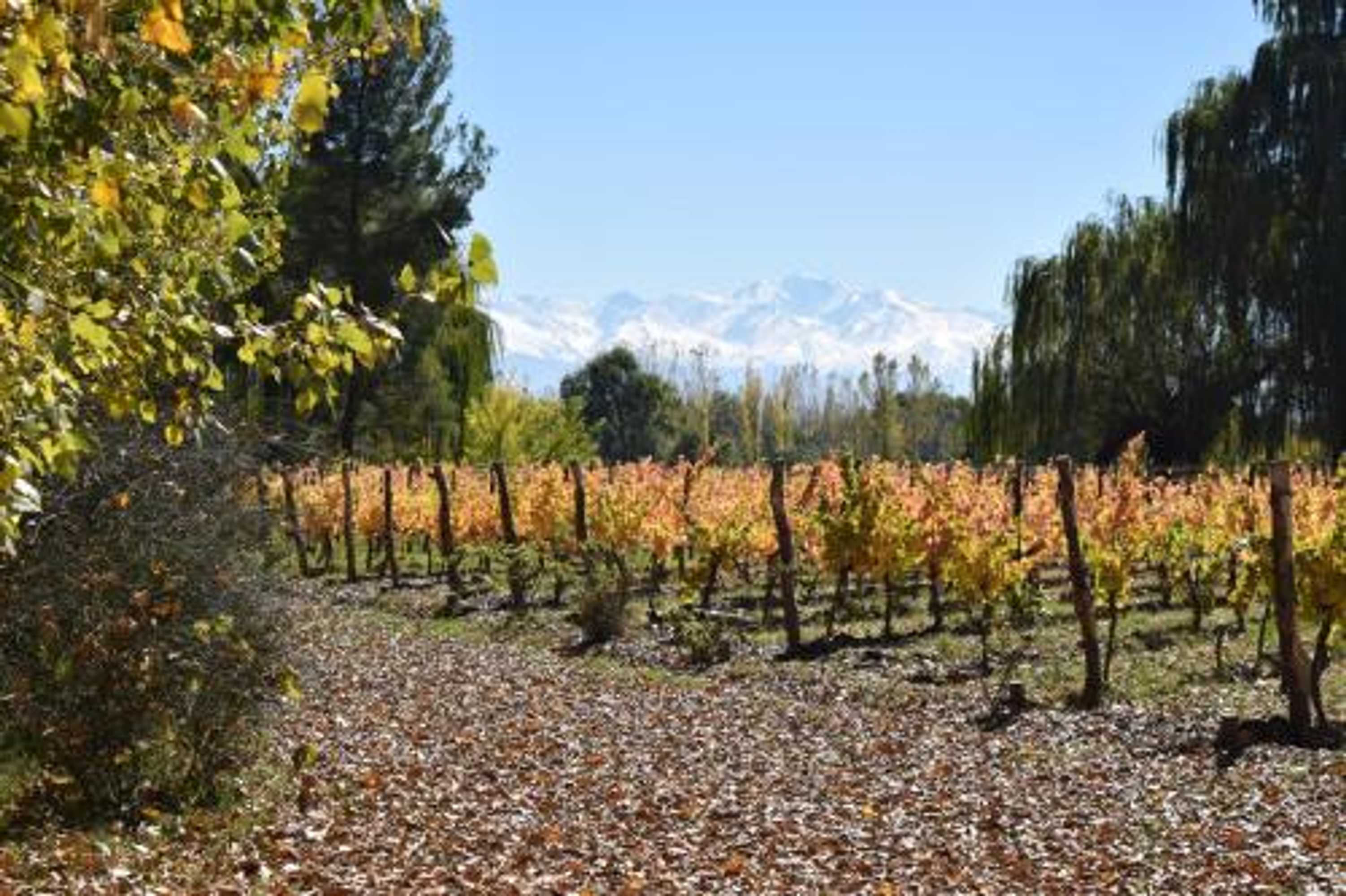 Gift card for Postales Boutique Winery Hotel - Valle de Uco Gift card for Postales Boutique Winery Hotel - Valle de Uco