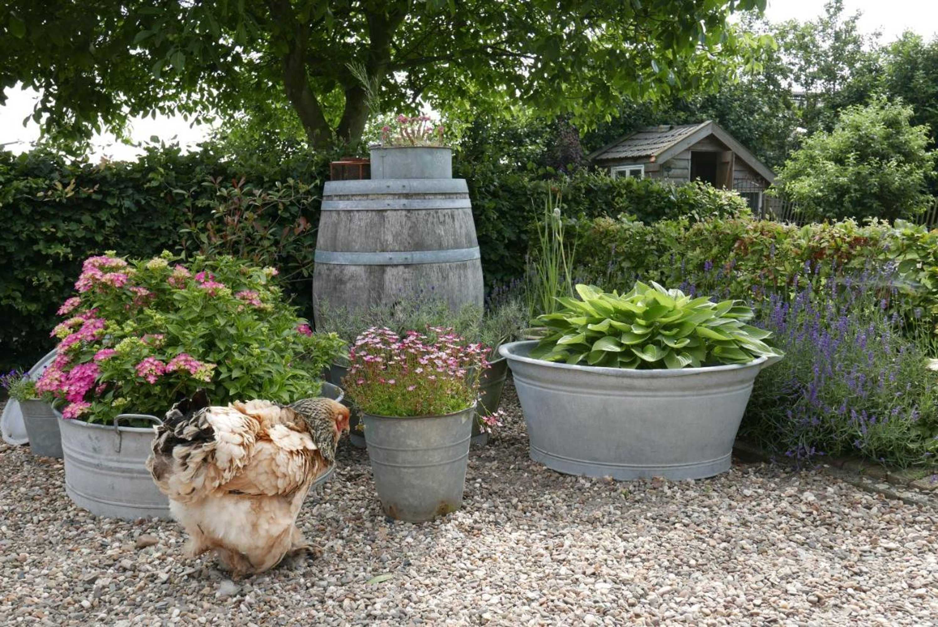 Gift card for B&b Bed en Omelet