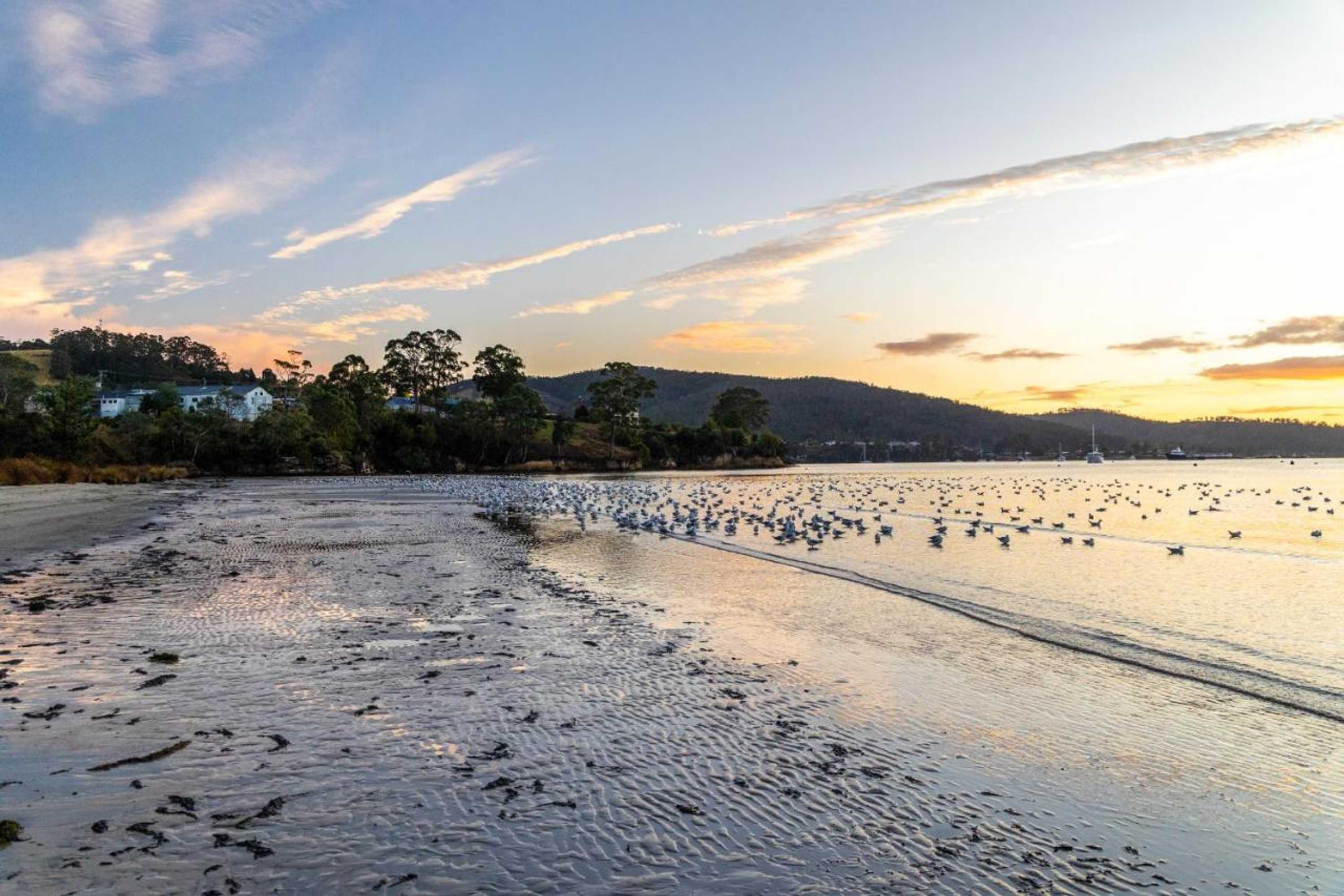 Gift card for Tides Reach - Essentially Tas Dover