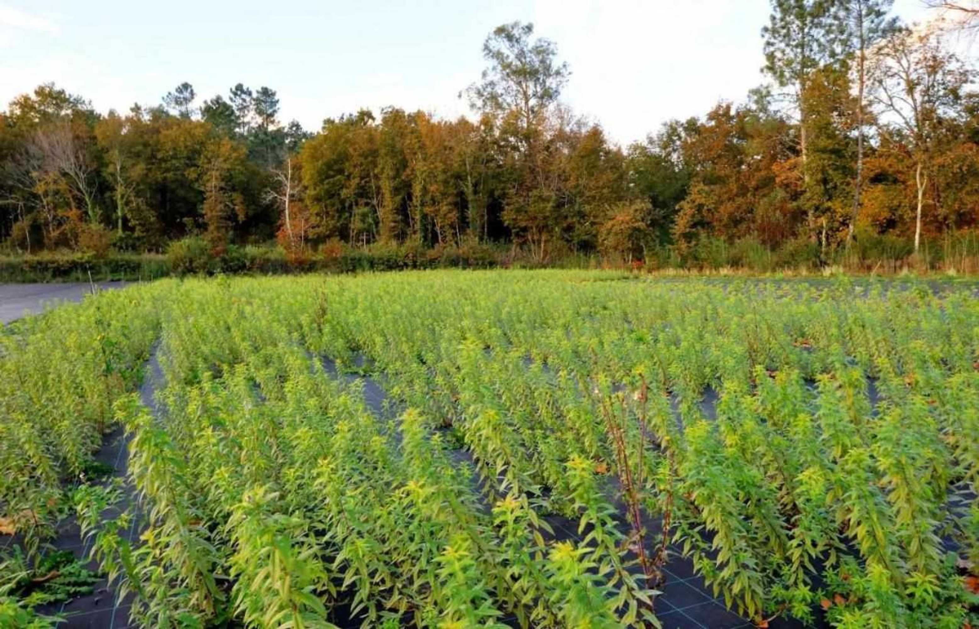 Gift card for Casas do Ermo Ermo Villas