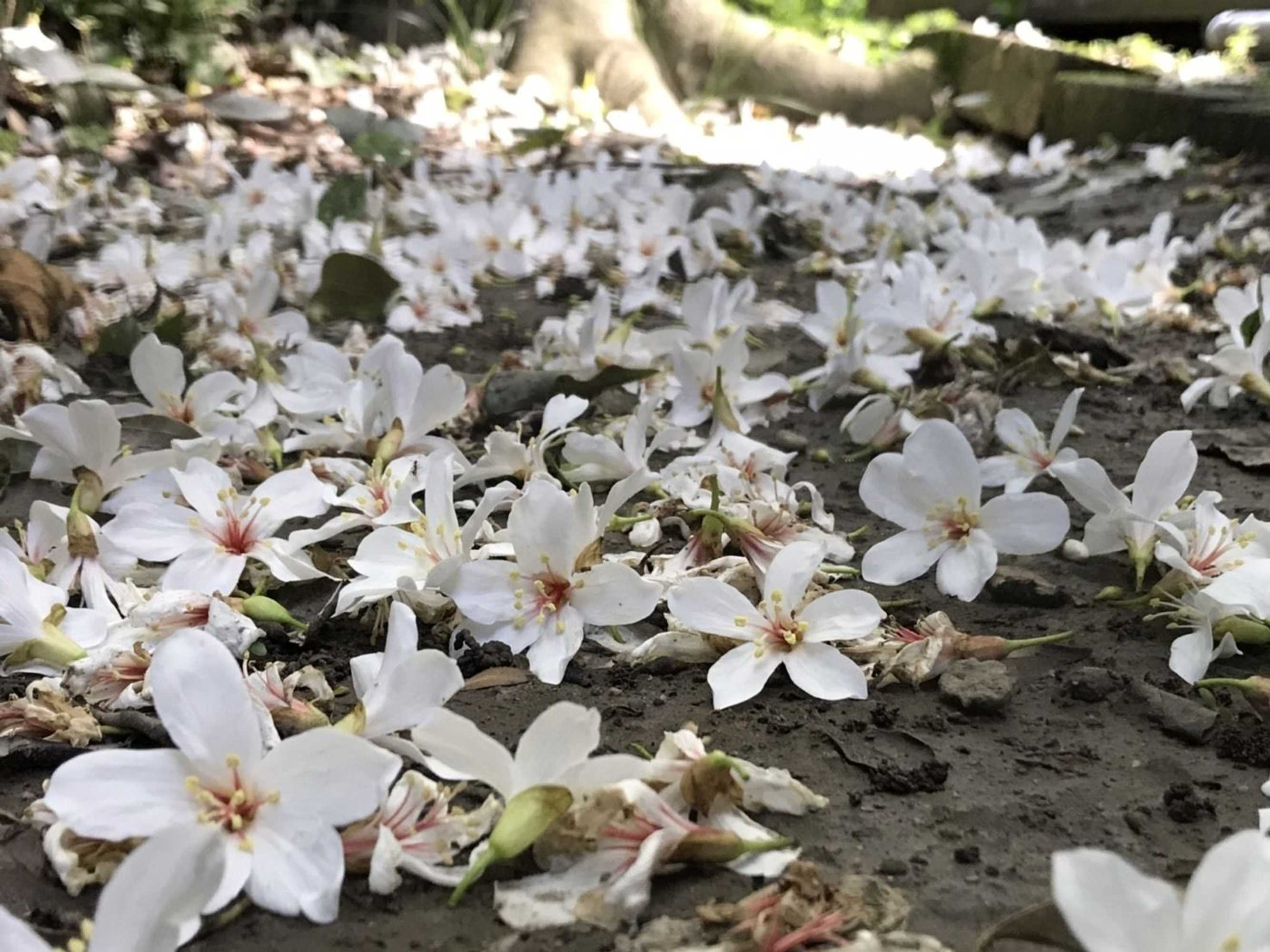 Gift card for Red Brick Villas