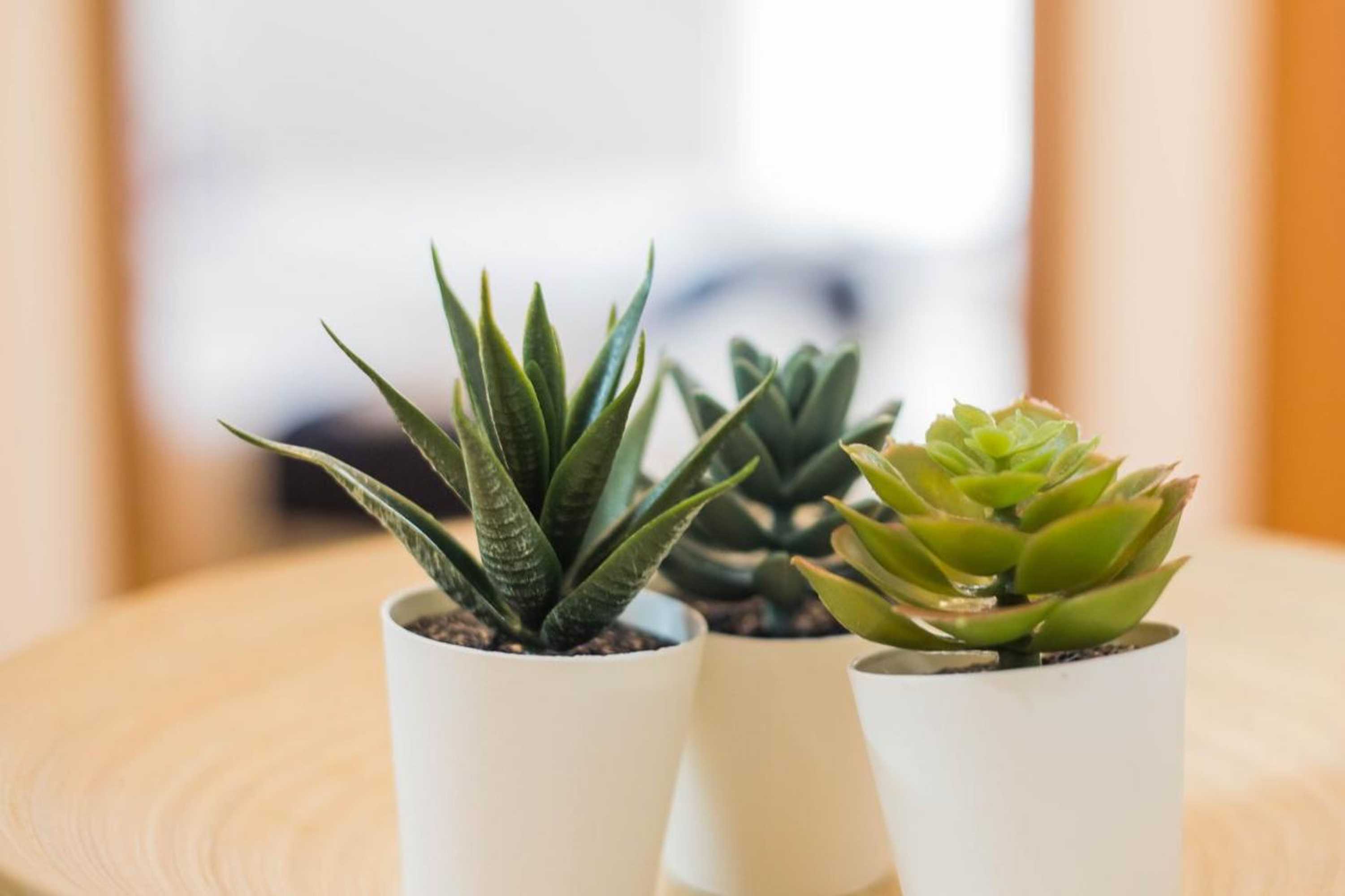 Gift card for Casas e Quintas de Praia