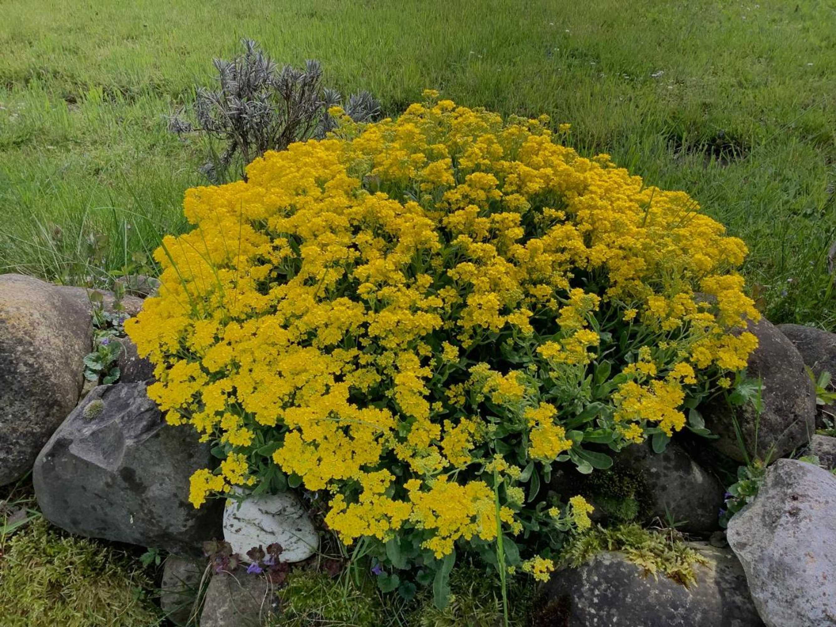 Gift card for Sitter-Panorama