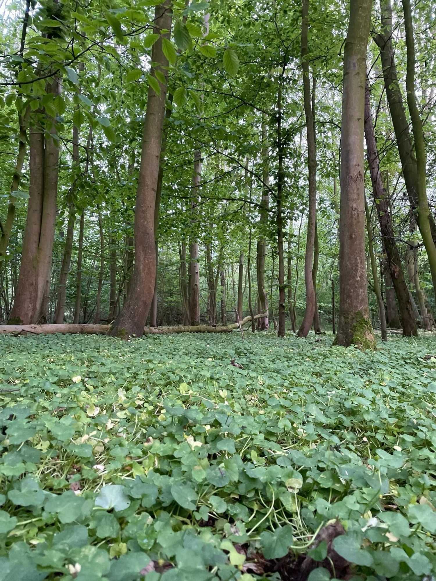 Gift card for Herberg Het Rechthuis