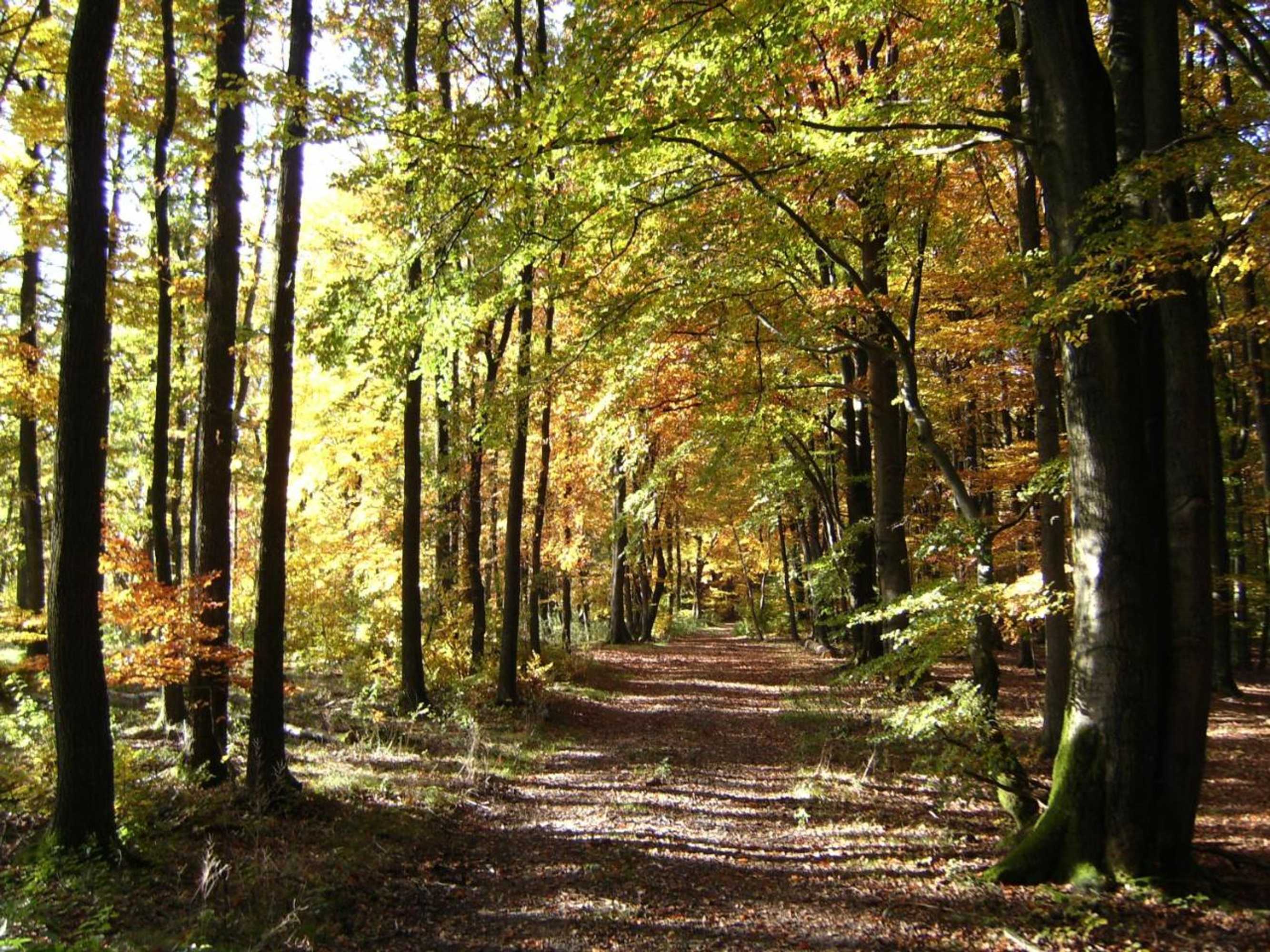 Gift card for Landhotel Halbfas-Alterauge