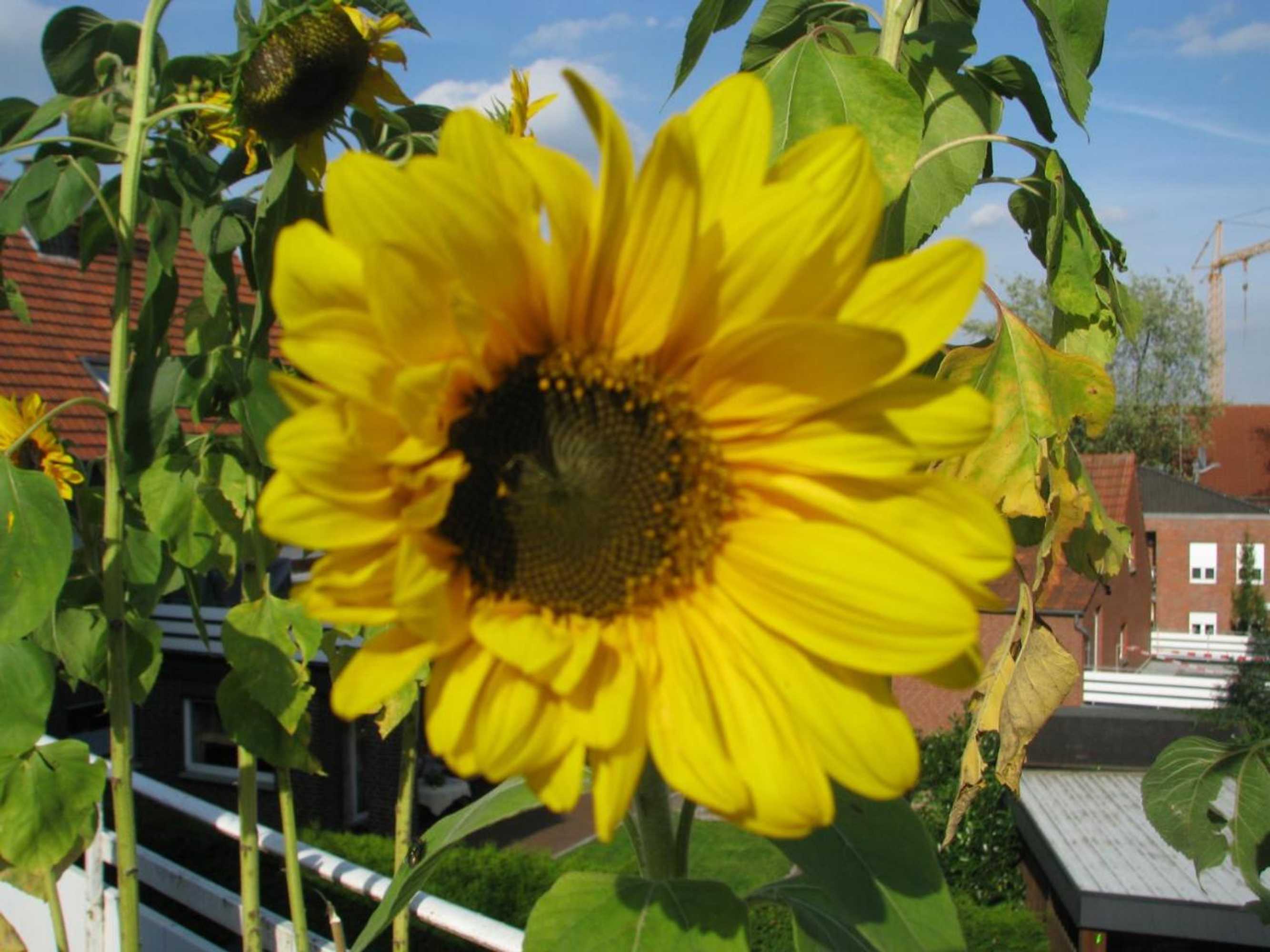 Gift card for Mutter Siepe