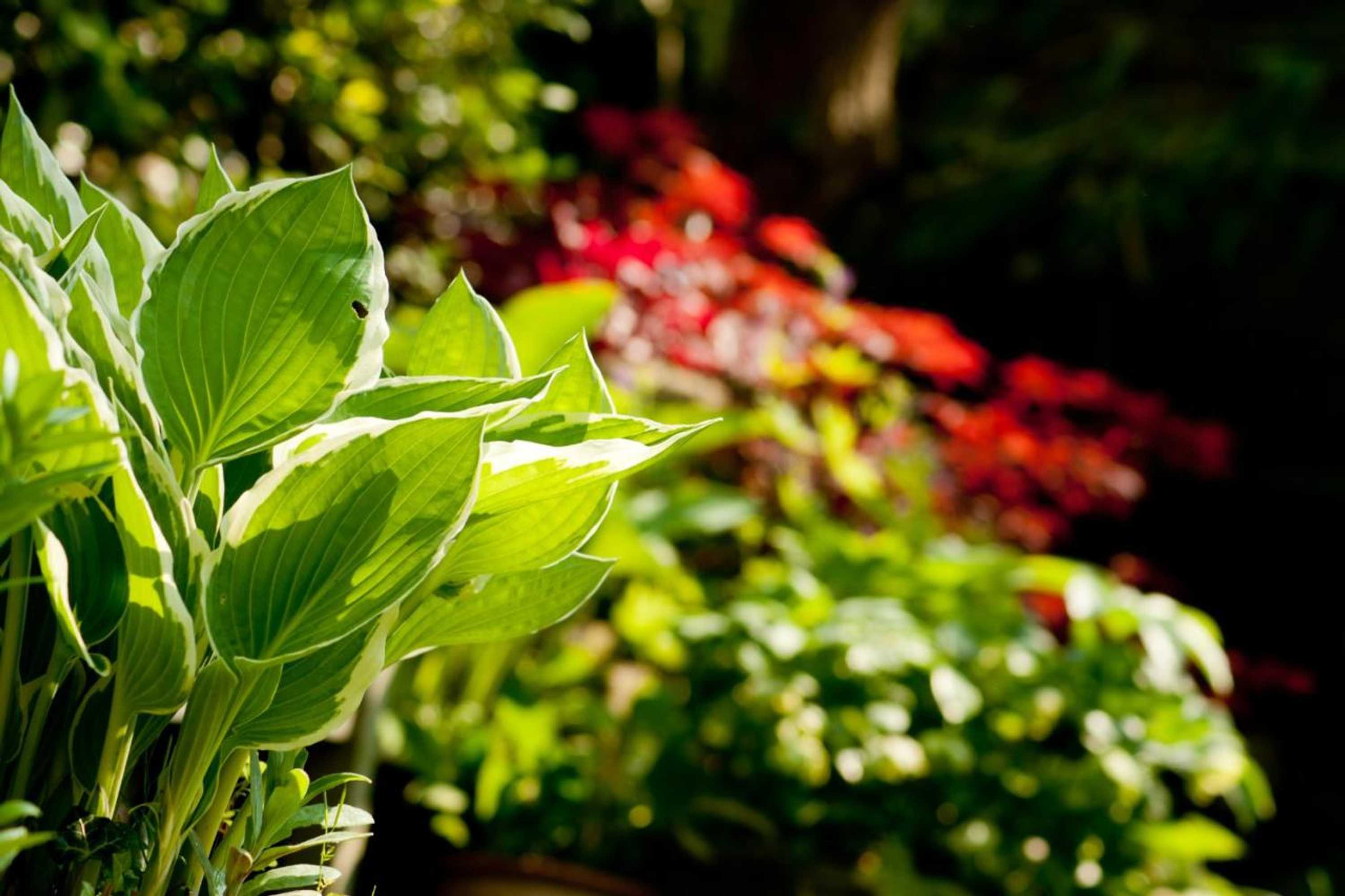 Gift card for The Old Stables