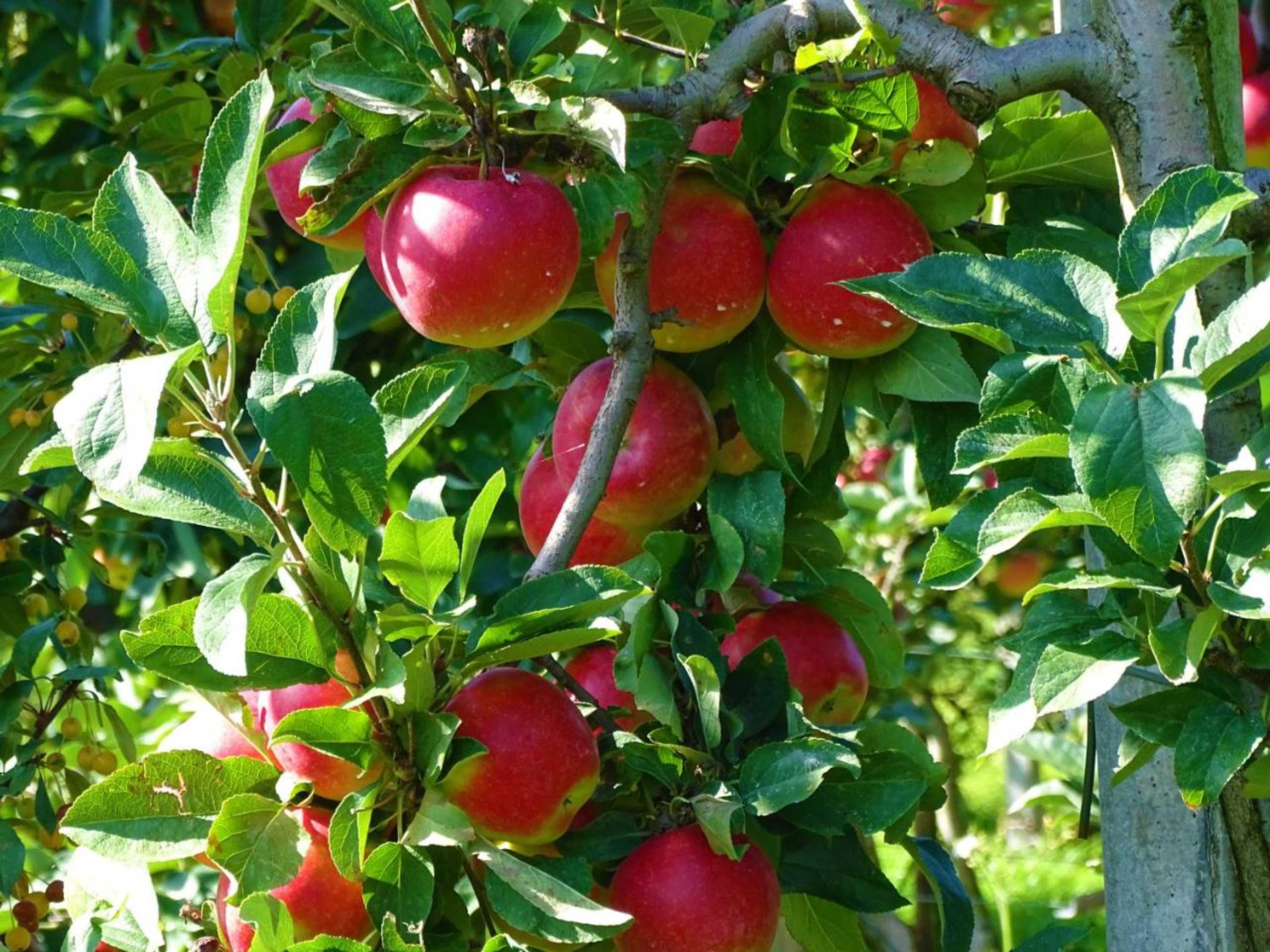 Gift card for De Oude Stoffeerderij