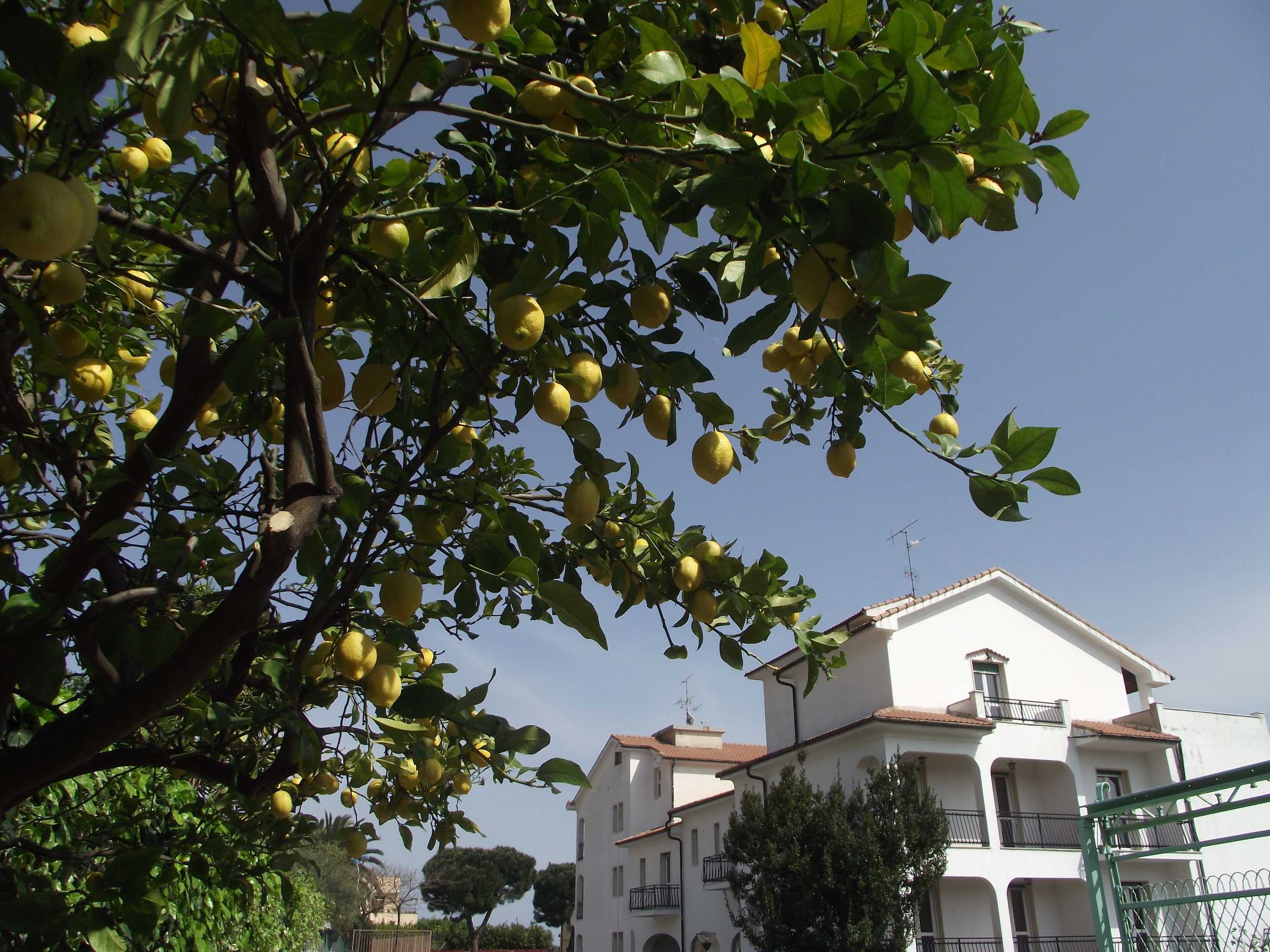 Gift card for Residence Il Borgo Degli Ulivi Resort