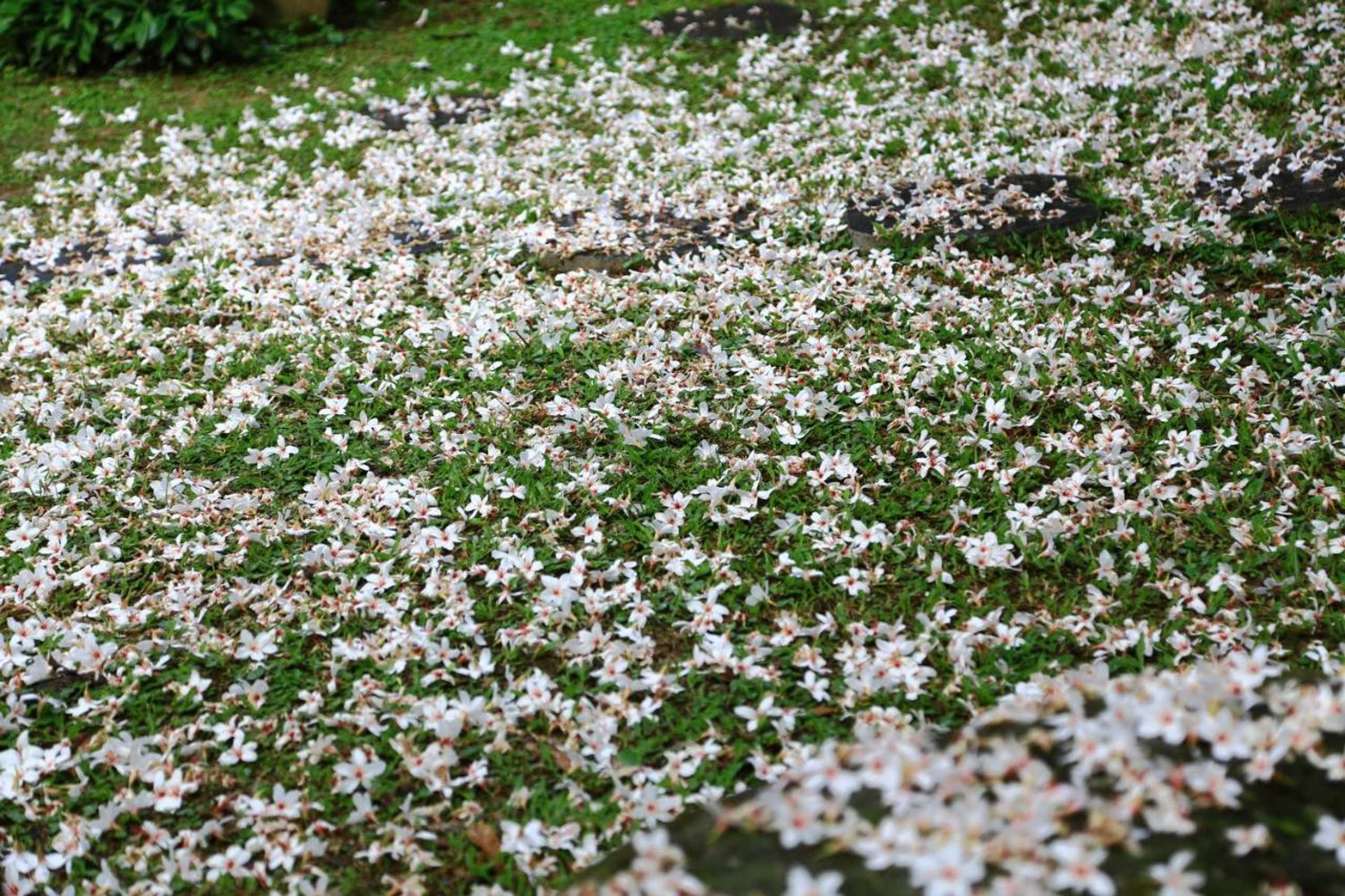 Gift card for Xiangyang Tianyuan