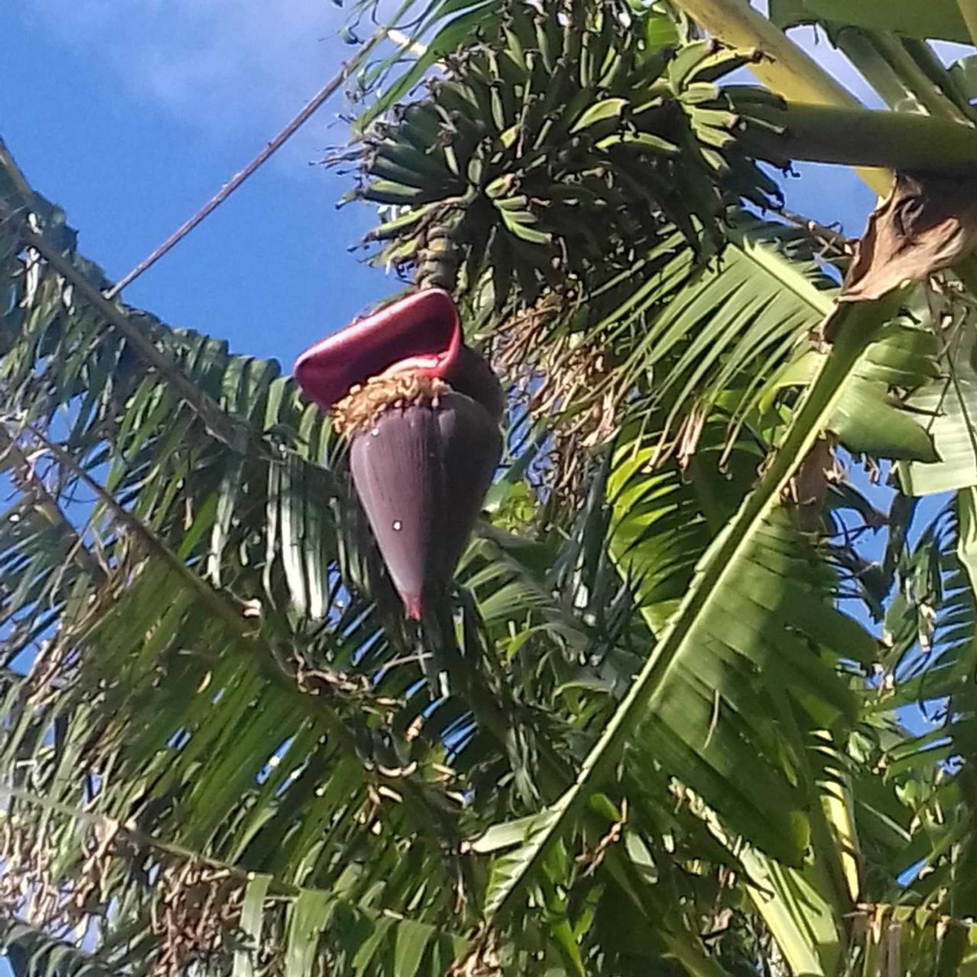 Gift card for Novovento