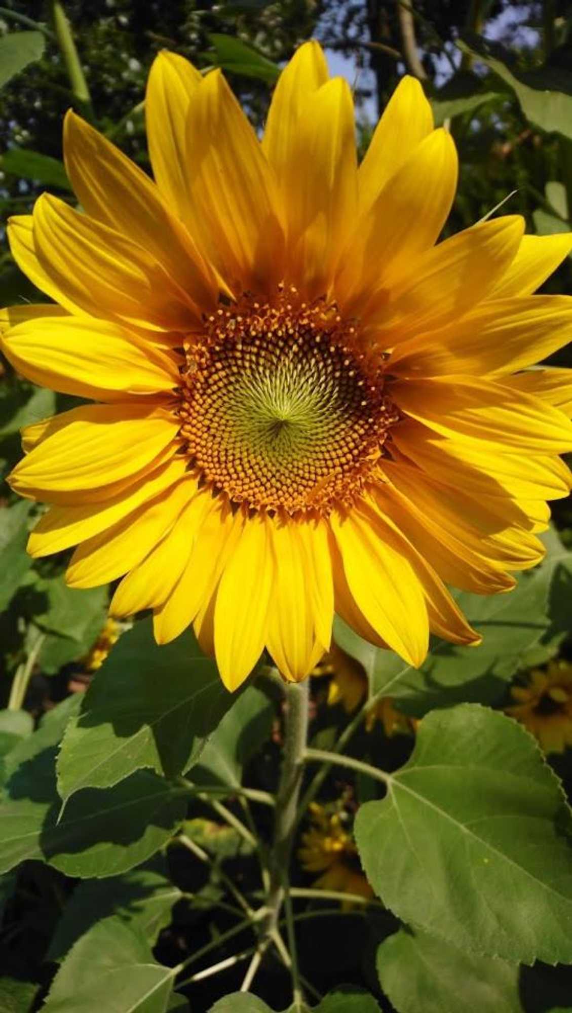 Gift card for B&b Tantine