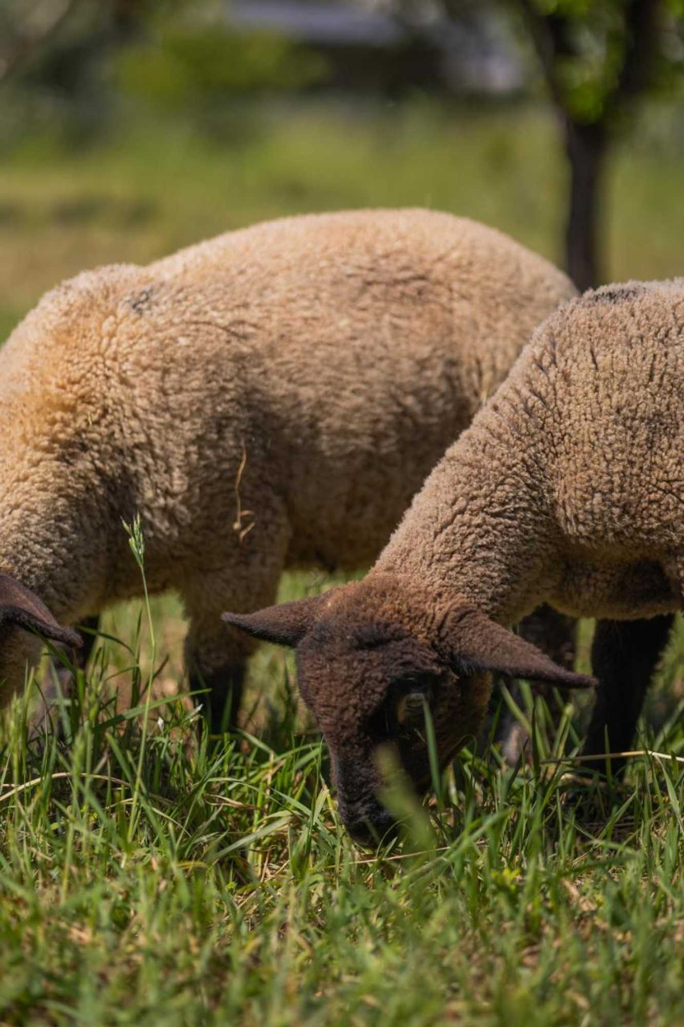 Gift card for Magnolias Cottage