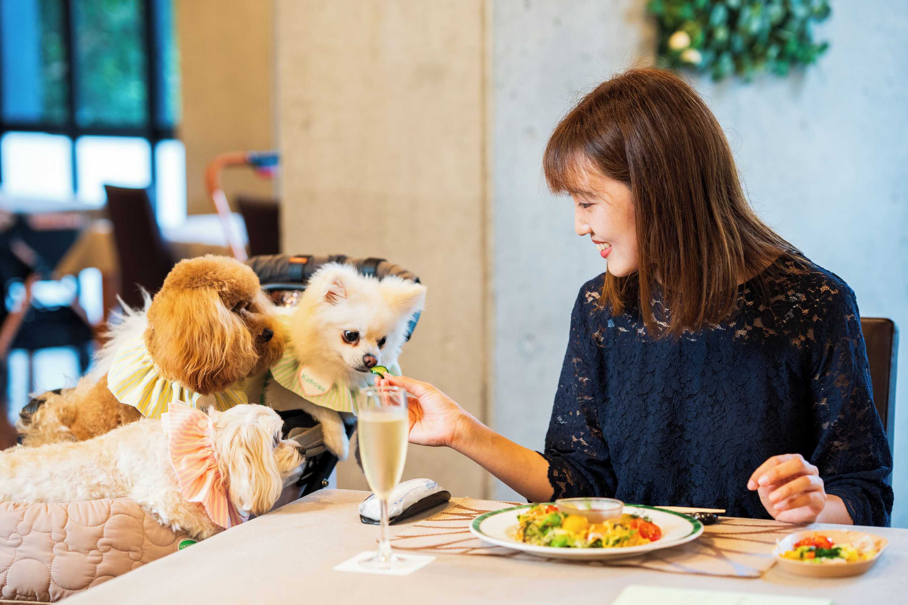 Gift card for Beppu Dog Resort Hills & Bay Gift card for Beppu Dog Resort Hills & Bay
