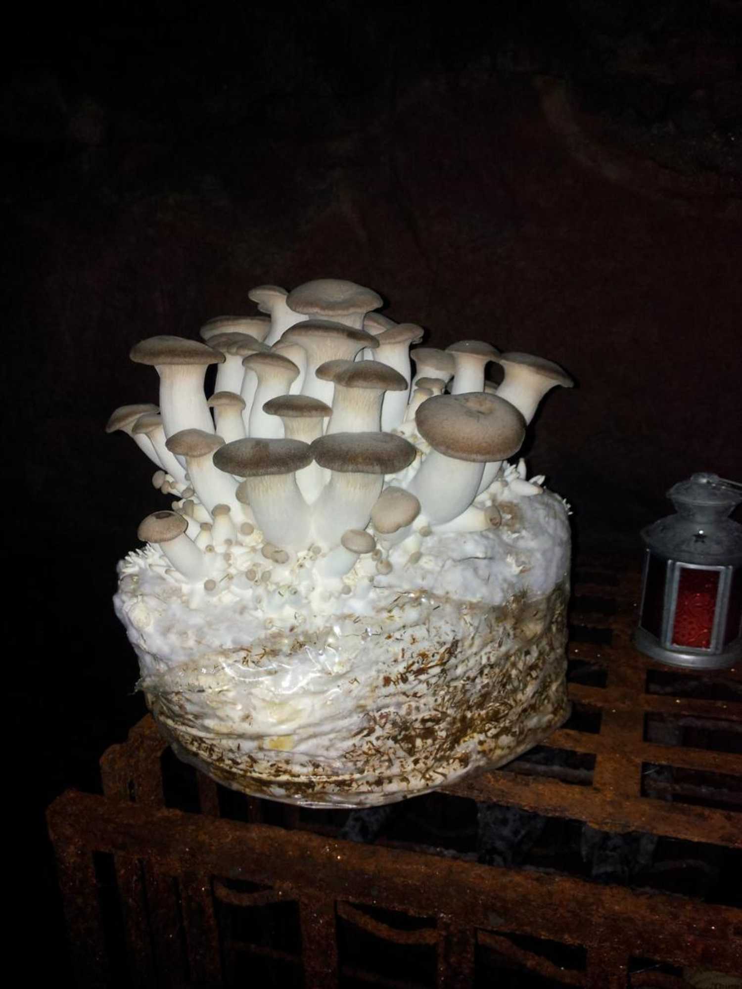 Gift card for Gasthof Alter Felsenkeller