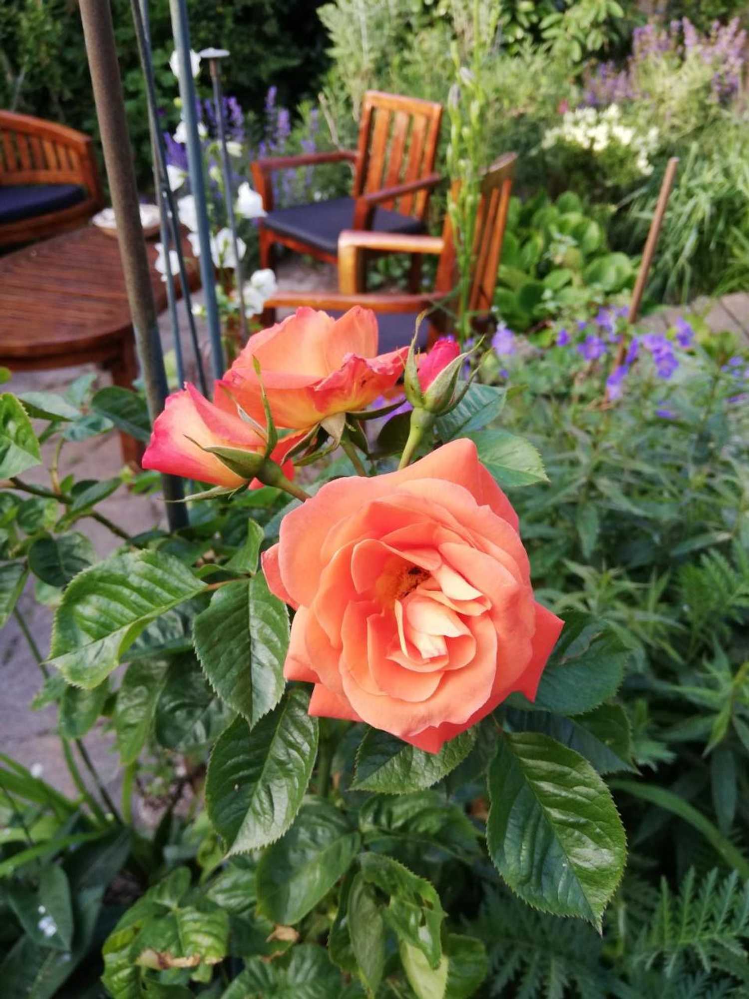 Gift card for Bnb de Rode Kamer