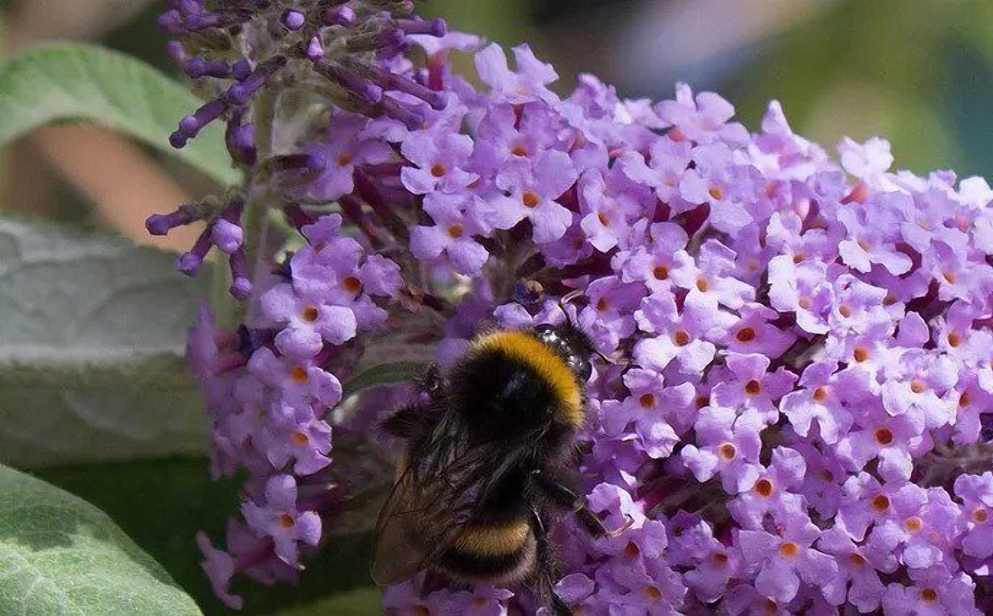 Gift card for The Old Stables