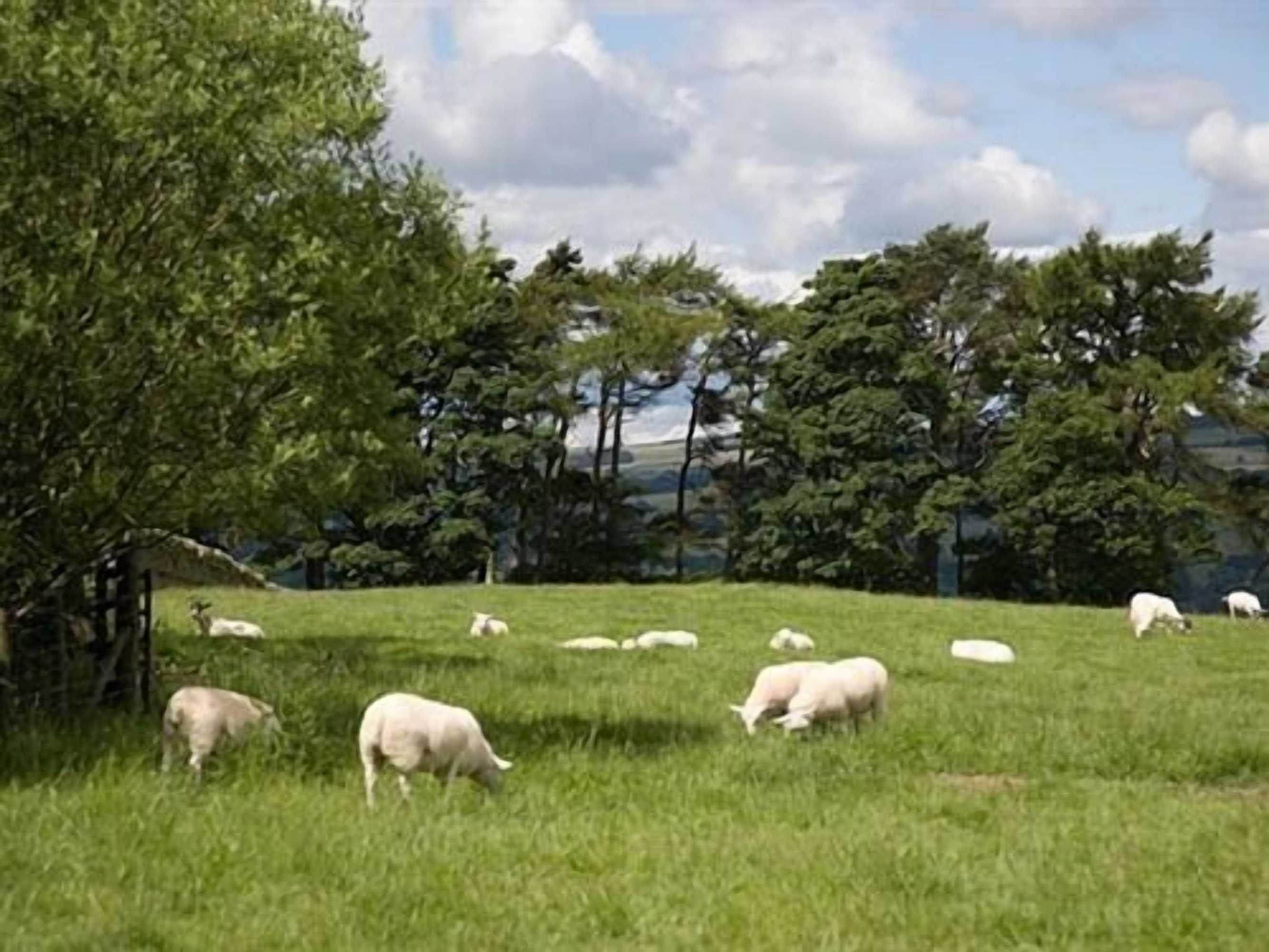 Gift card for Rye Hill Farm Gift card for Rye Hill Farm