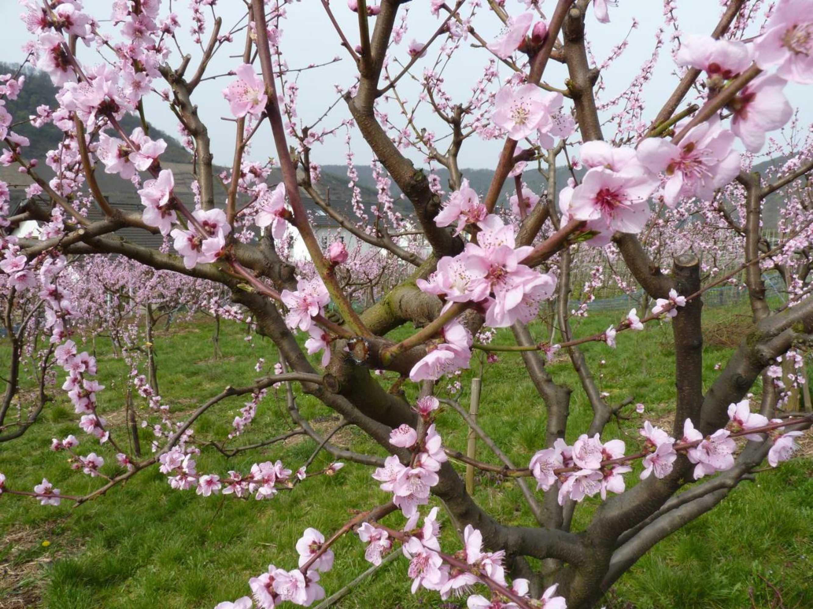 Gift card for Ferienweingut Villa Hausmann