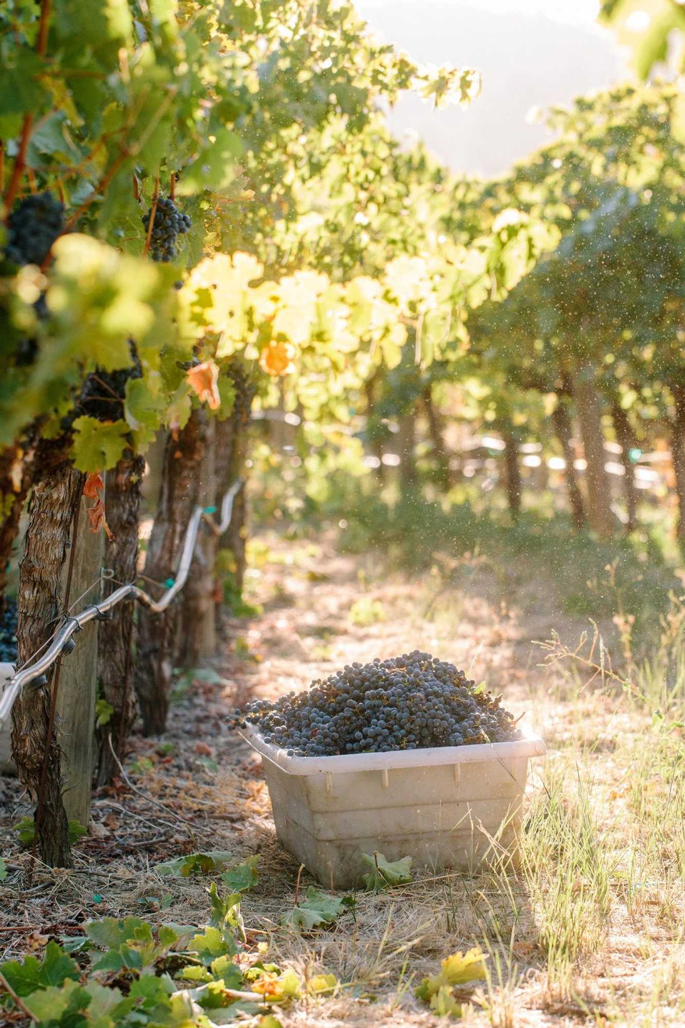 Gift card for Four Seasons Resort And Residences Napa Valley Gift card for Four Seasons Resort And Residences Napa Valley