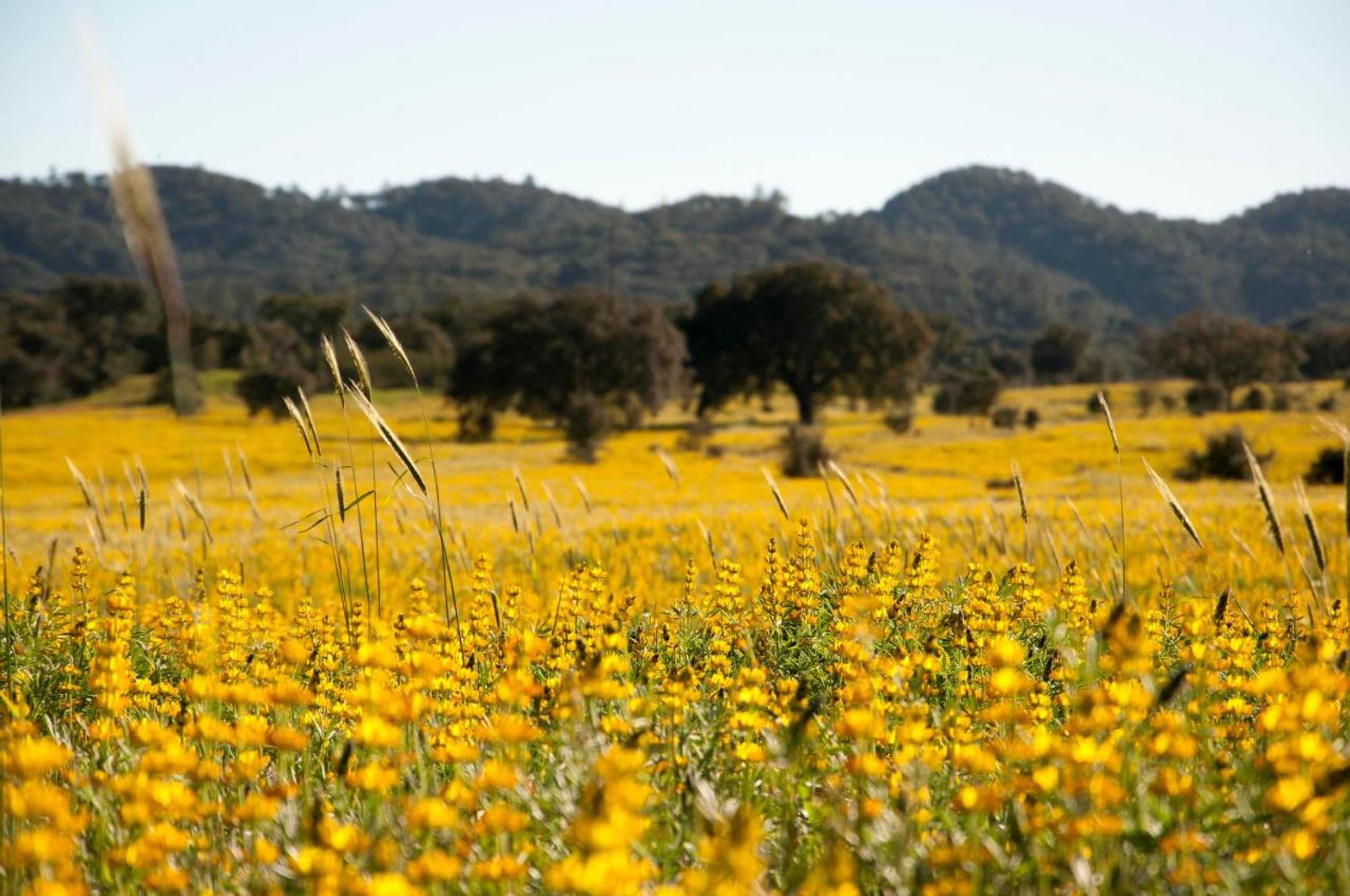 Gift card for Herdade Das Barradas da Serra