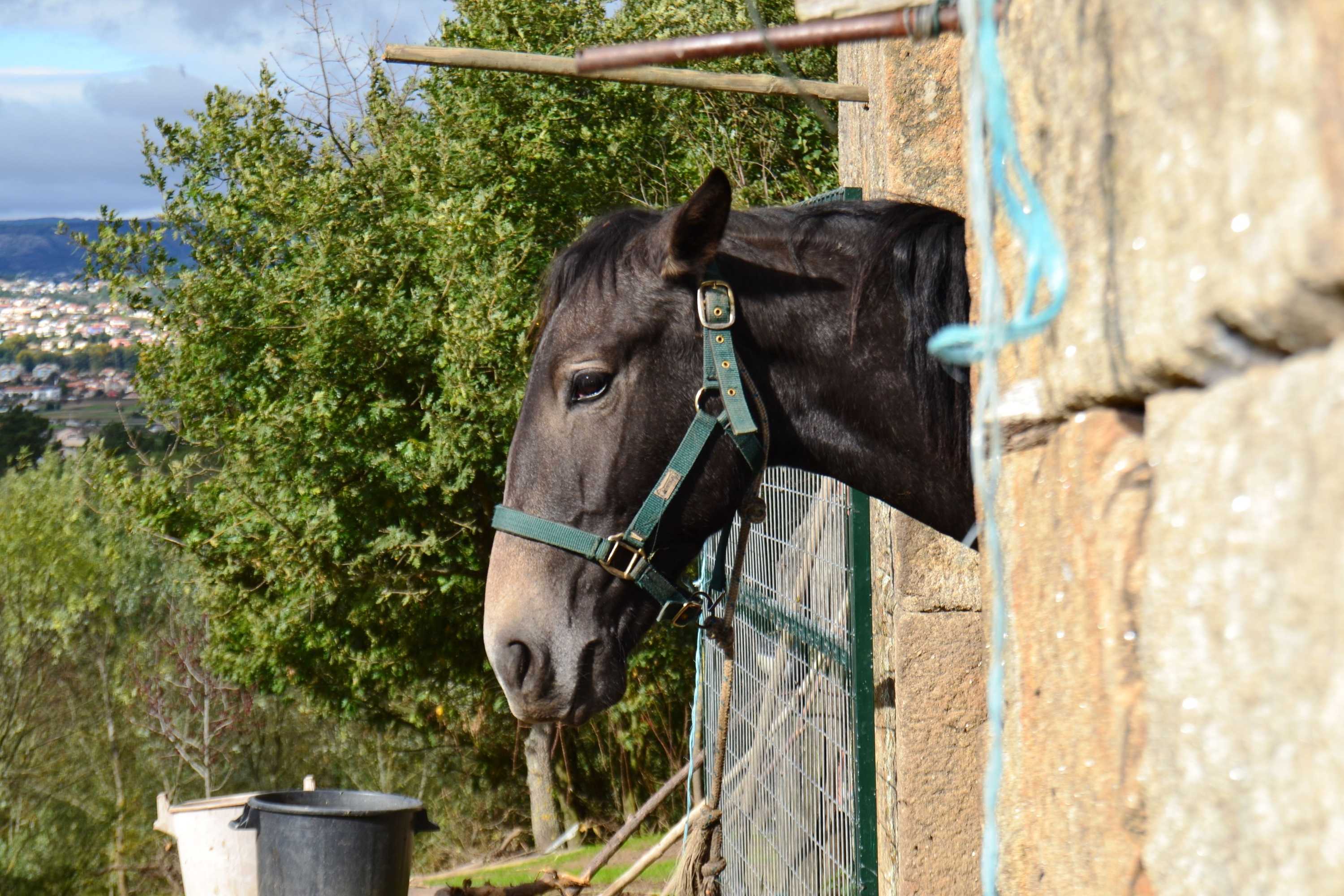 Gift card for Quinta da Mata