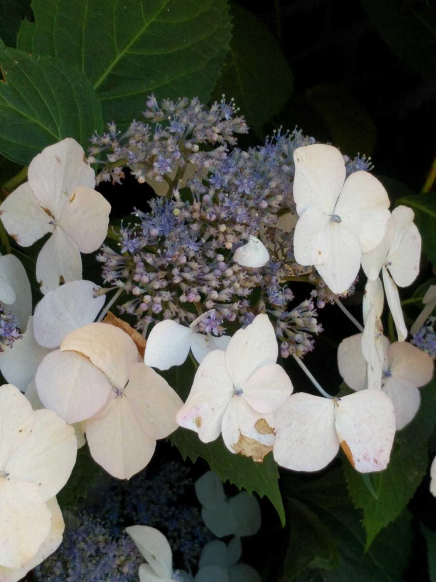 Gift card for B&b Agnetenhoeve