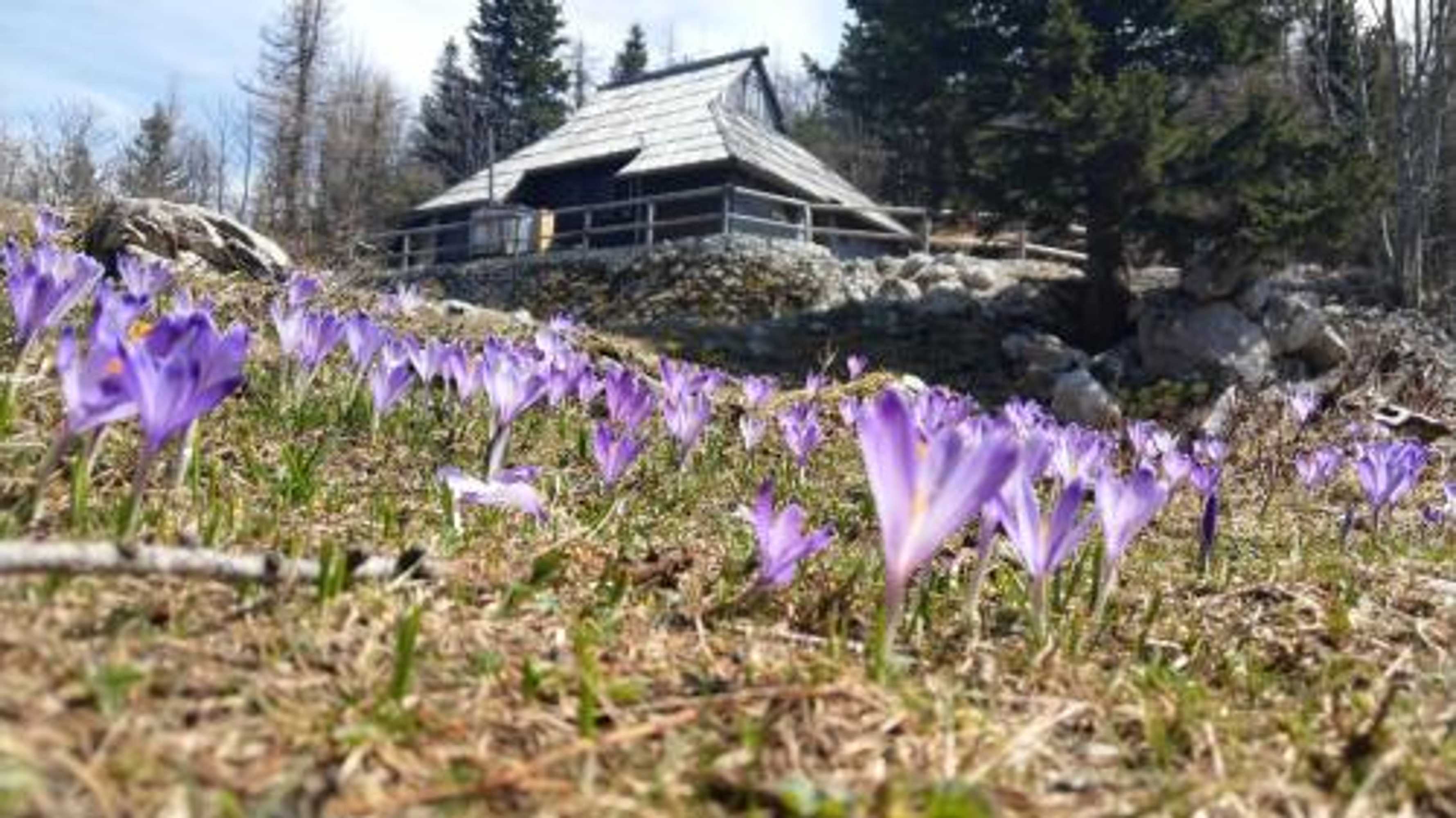Gift card for Chalet Pehta Velika Planina Gift card for Chalet Pehta Velika Planina