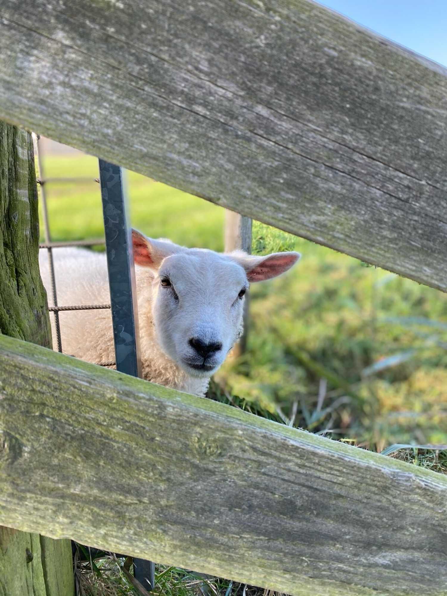 Gift card for Herberg Het Rechthuis