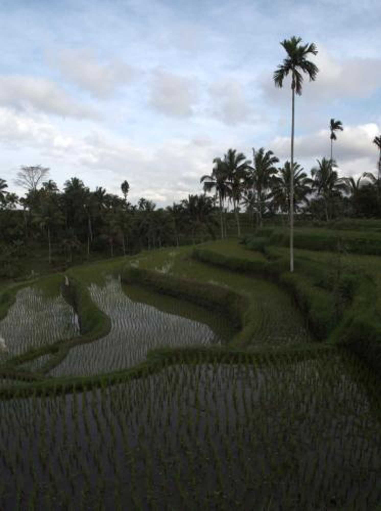 Gift card for Tereng Wilis Jungle Inn Gift card for Tereng Wilis Jungle Inn