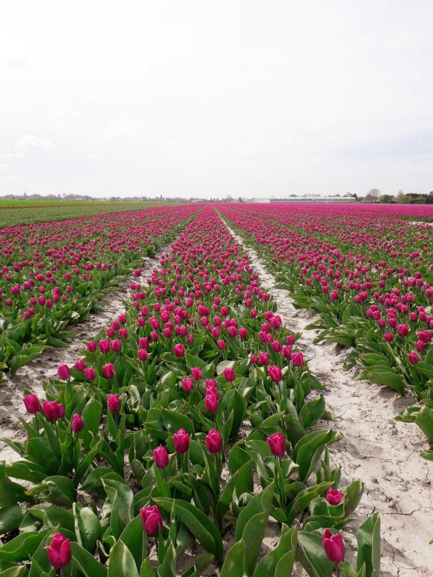 Gift card for B & B De Gouwe Plek