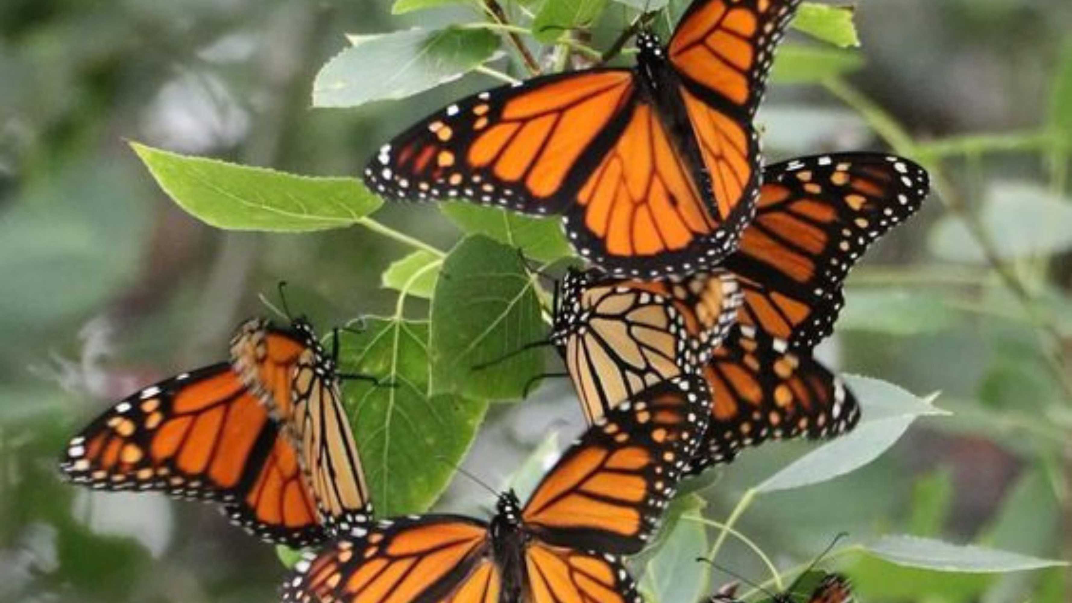 Gift card for Chalet