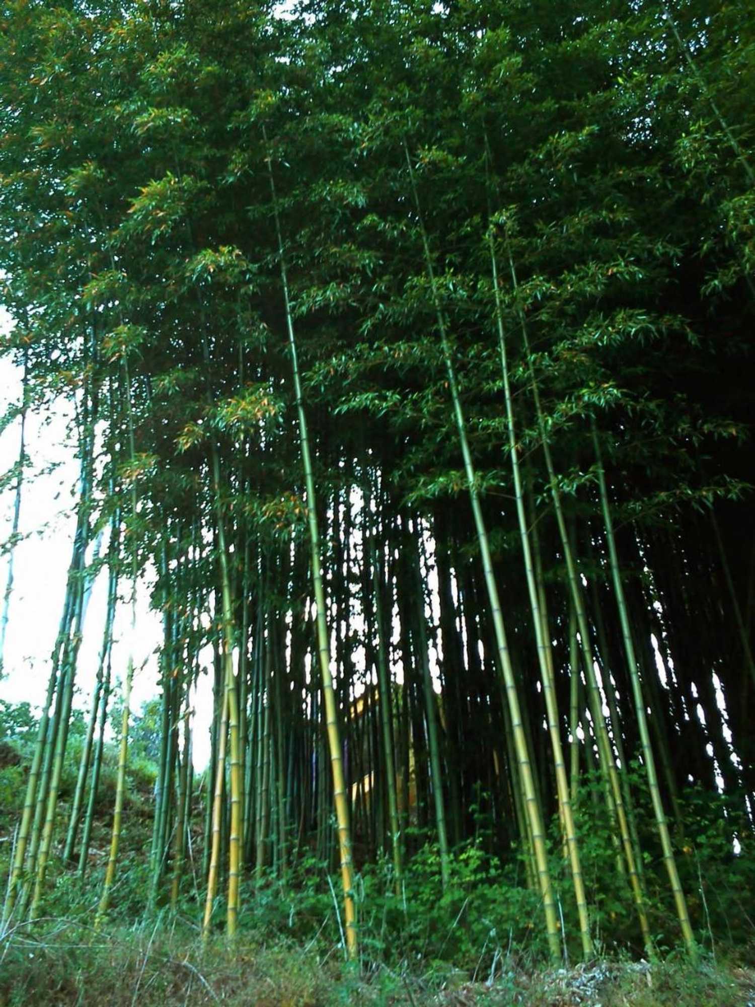 Gift card for Casa do Piano