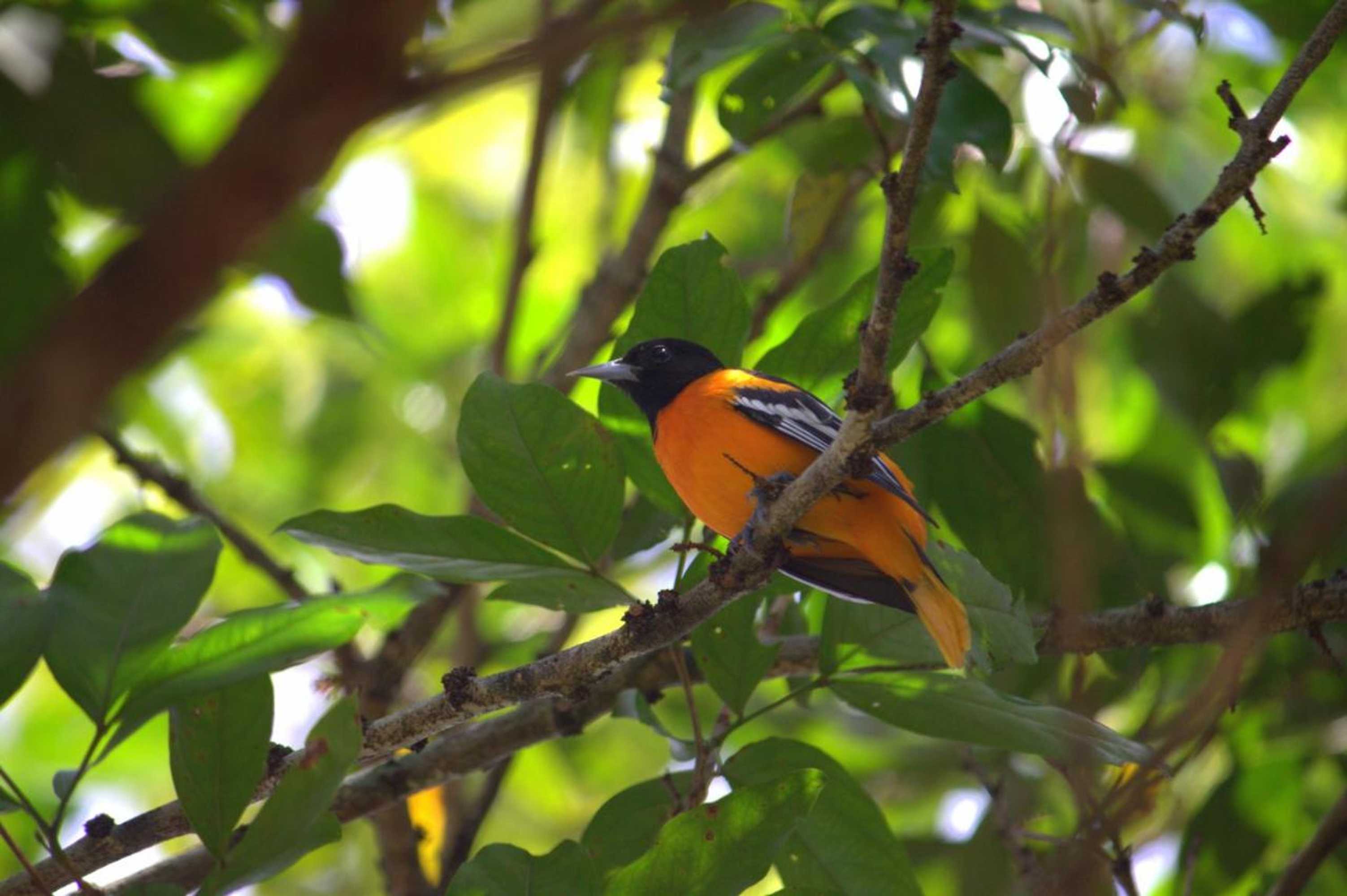 Gift card for Hotel Robledal