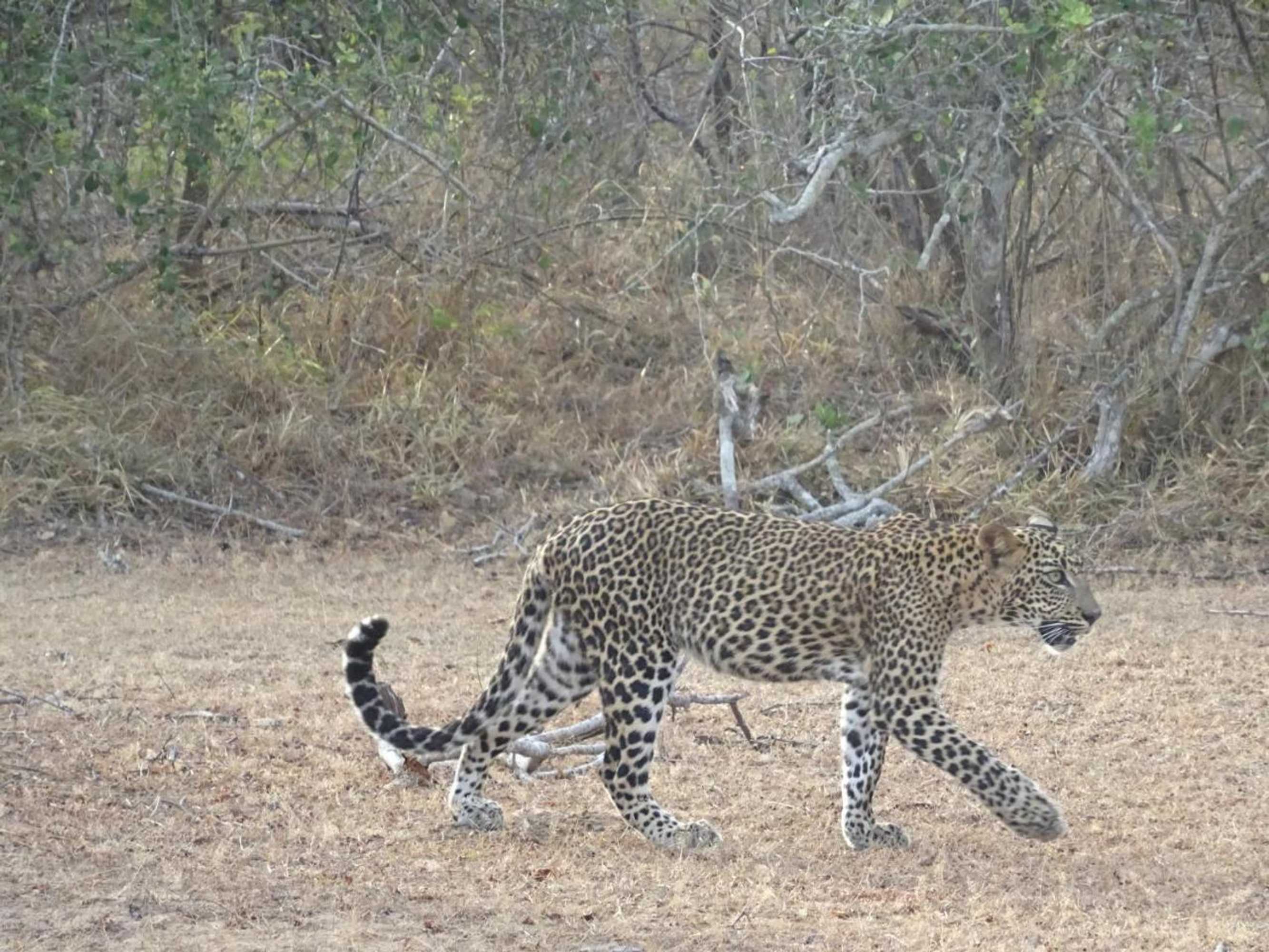 Gift card for Wadula Safari Yala