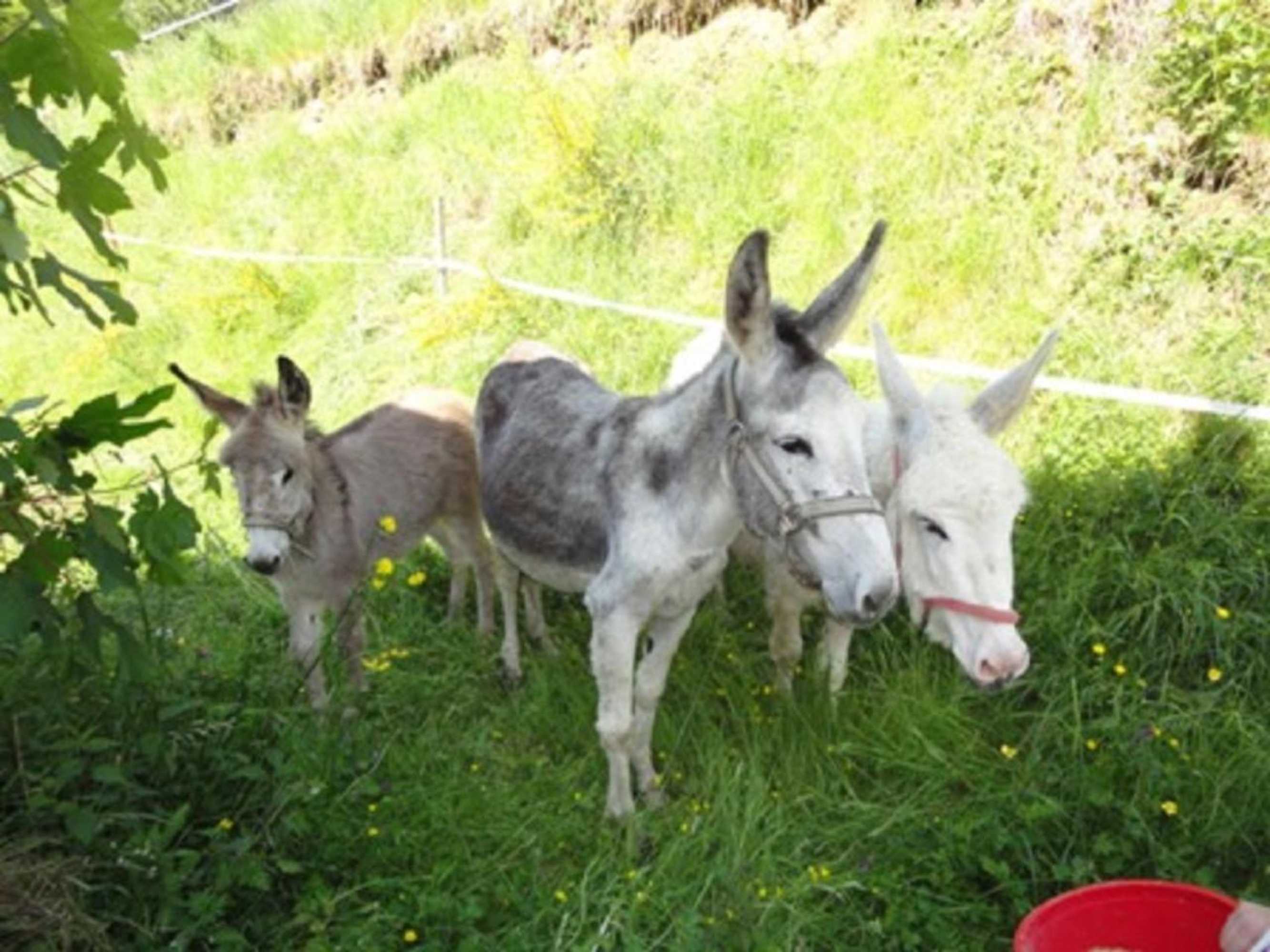 Gift card for Urlaub im Herrenholz - Familie Schwarz