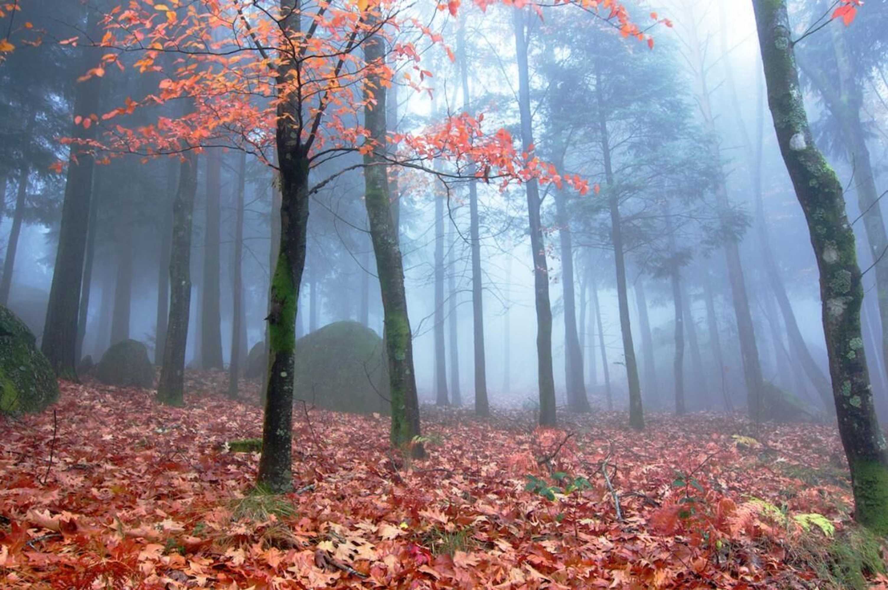 Gift card for Hotel Rural da Freita