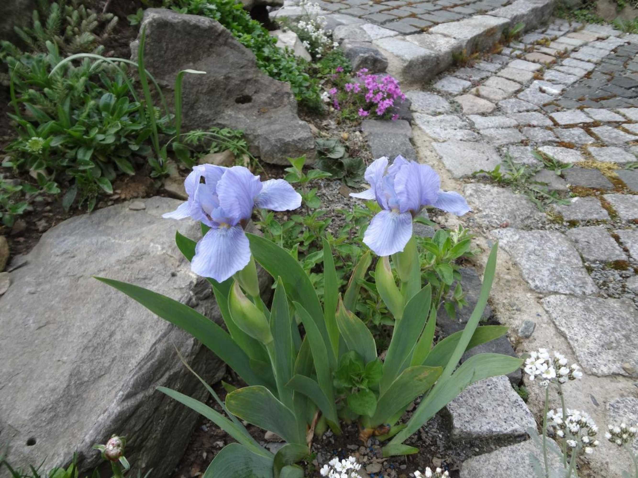 Gift card for B & B Gästehaus Schmidt