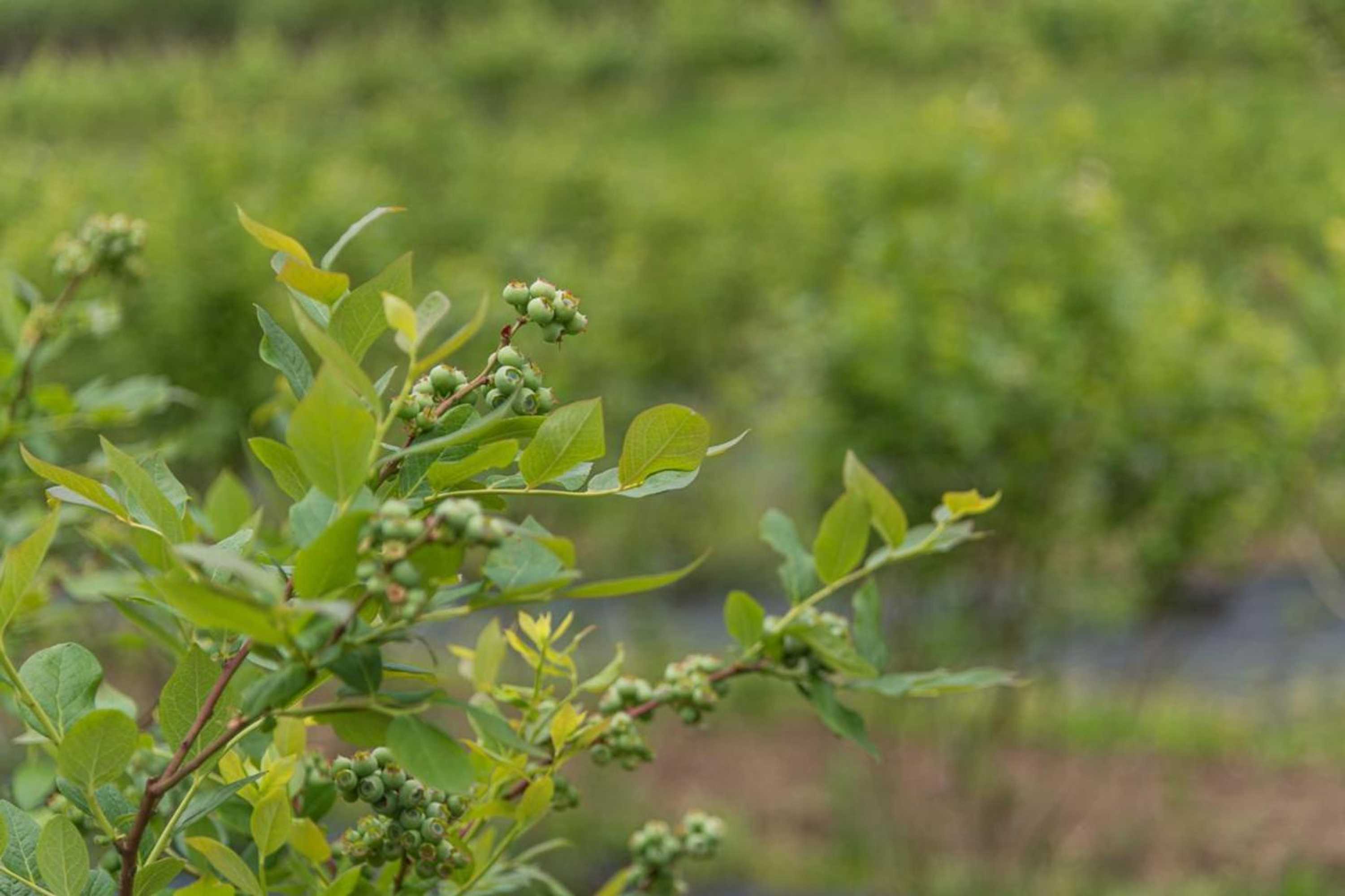 Gift card for Quinta Das Piramides