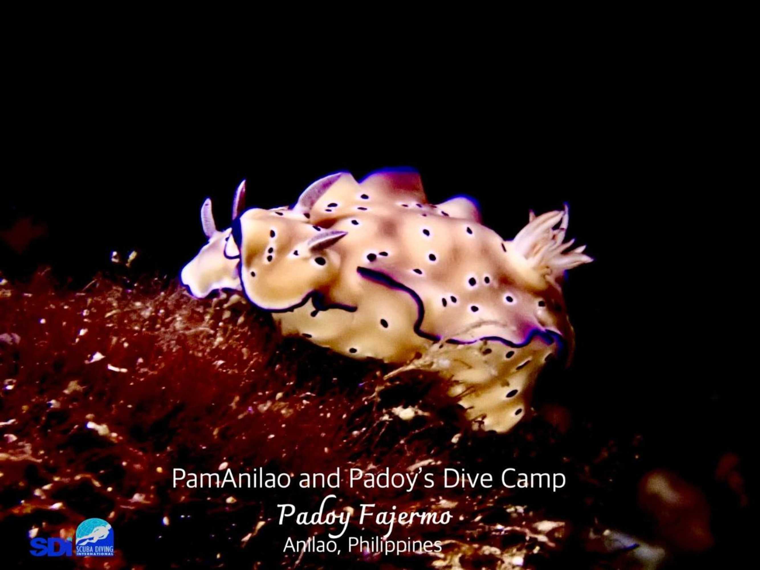 Gift card for Pamanilao And Padoy's Dive Camp Gift card for Pamanilao And Padoy's Dive Camp