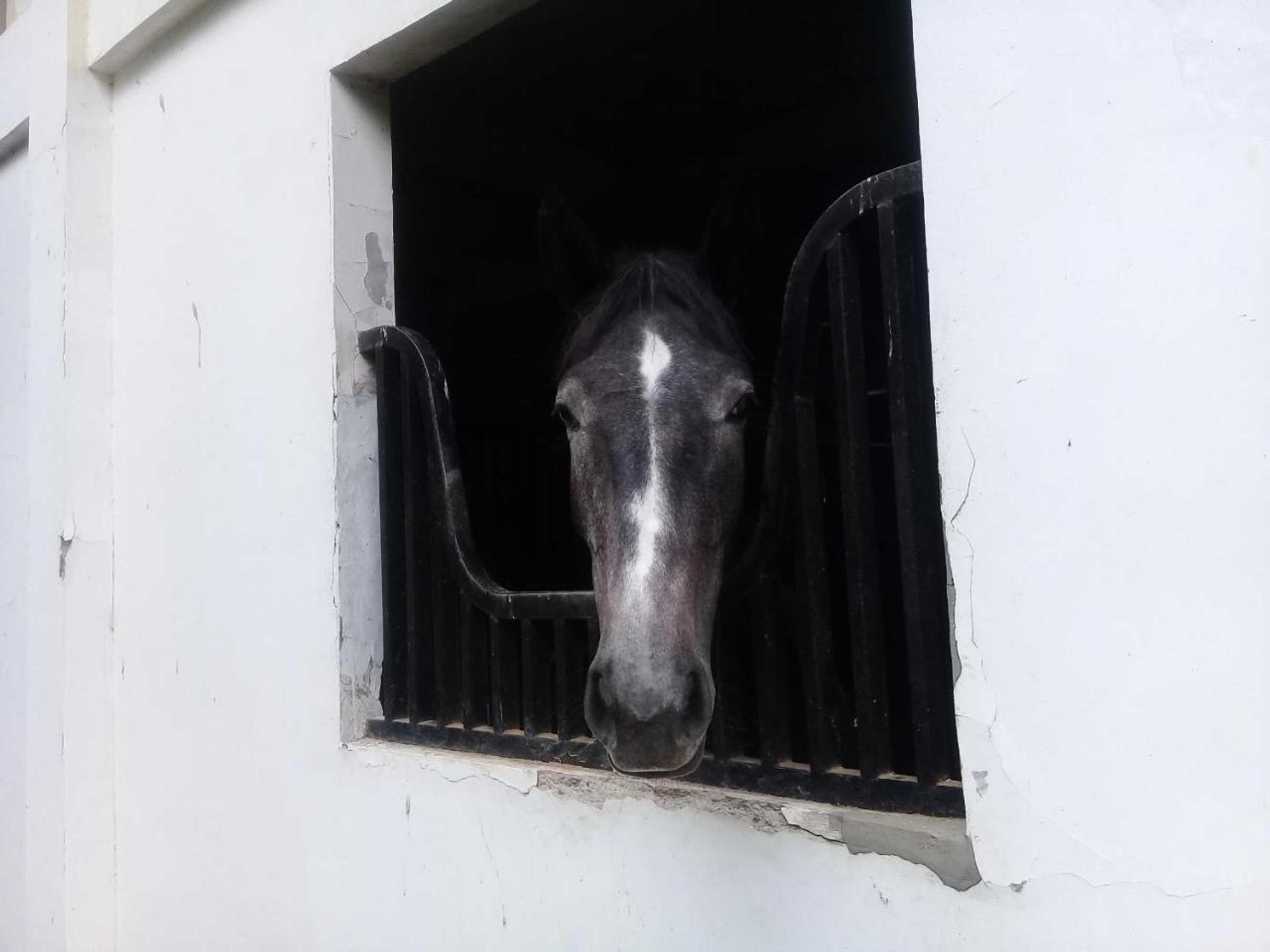 Gift card for Apm Equestrian Resort