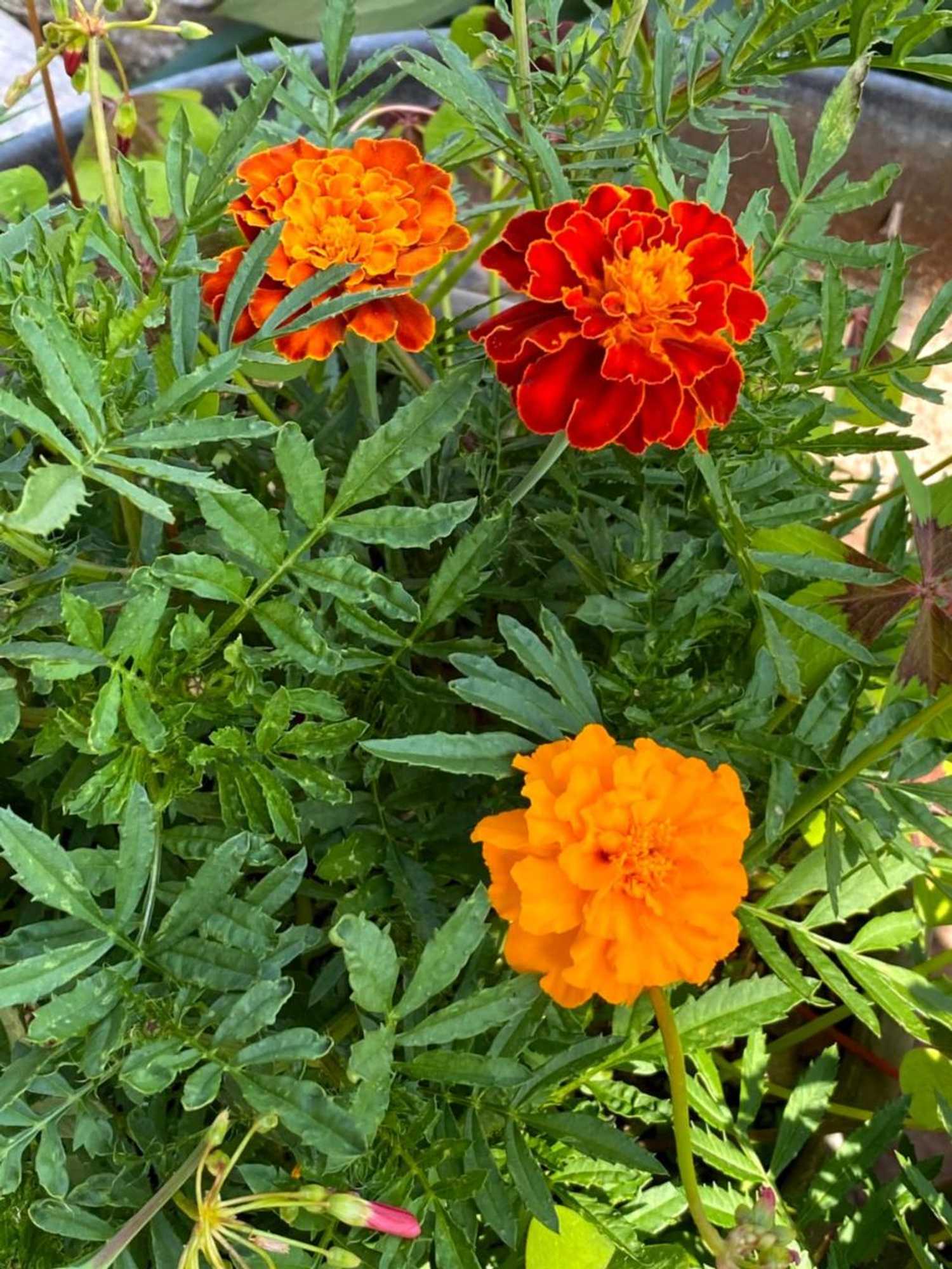 Gift card for B&b Tannen124